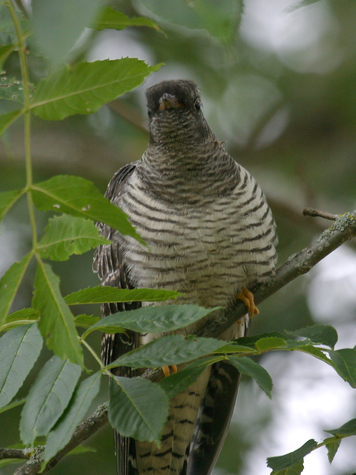 coucou_gris_-_cuculus_canorus1bd