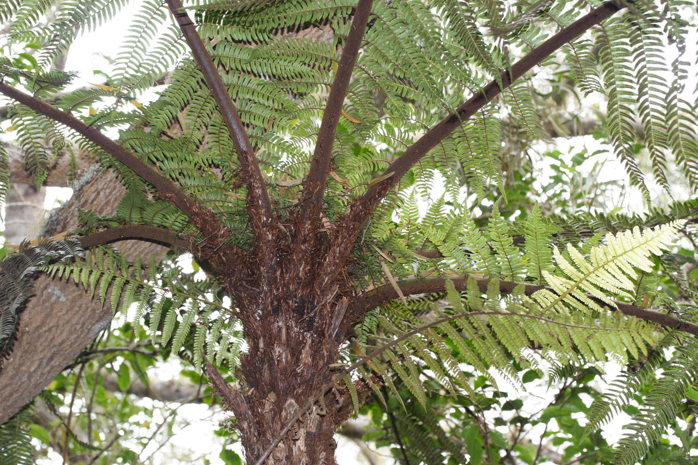 Afficher le média Cyathaea_borbonica Cyathaea_borbonica