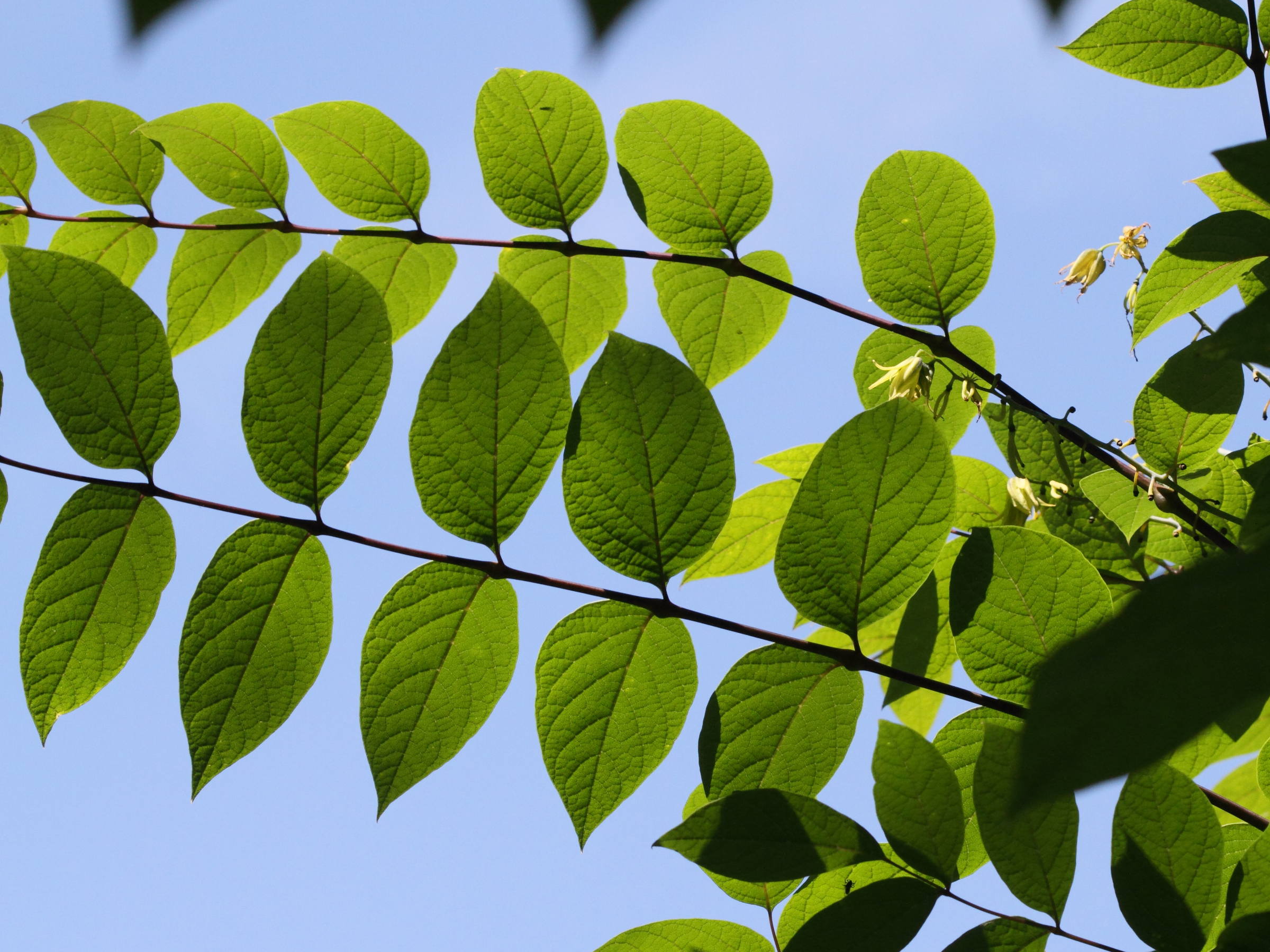 decaisnea_fargesii3bd