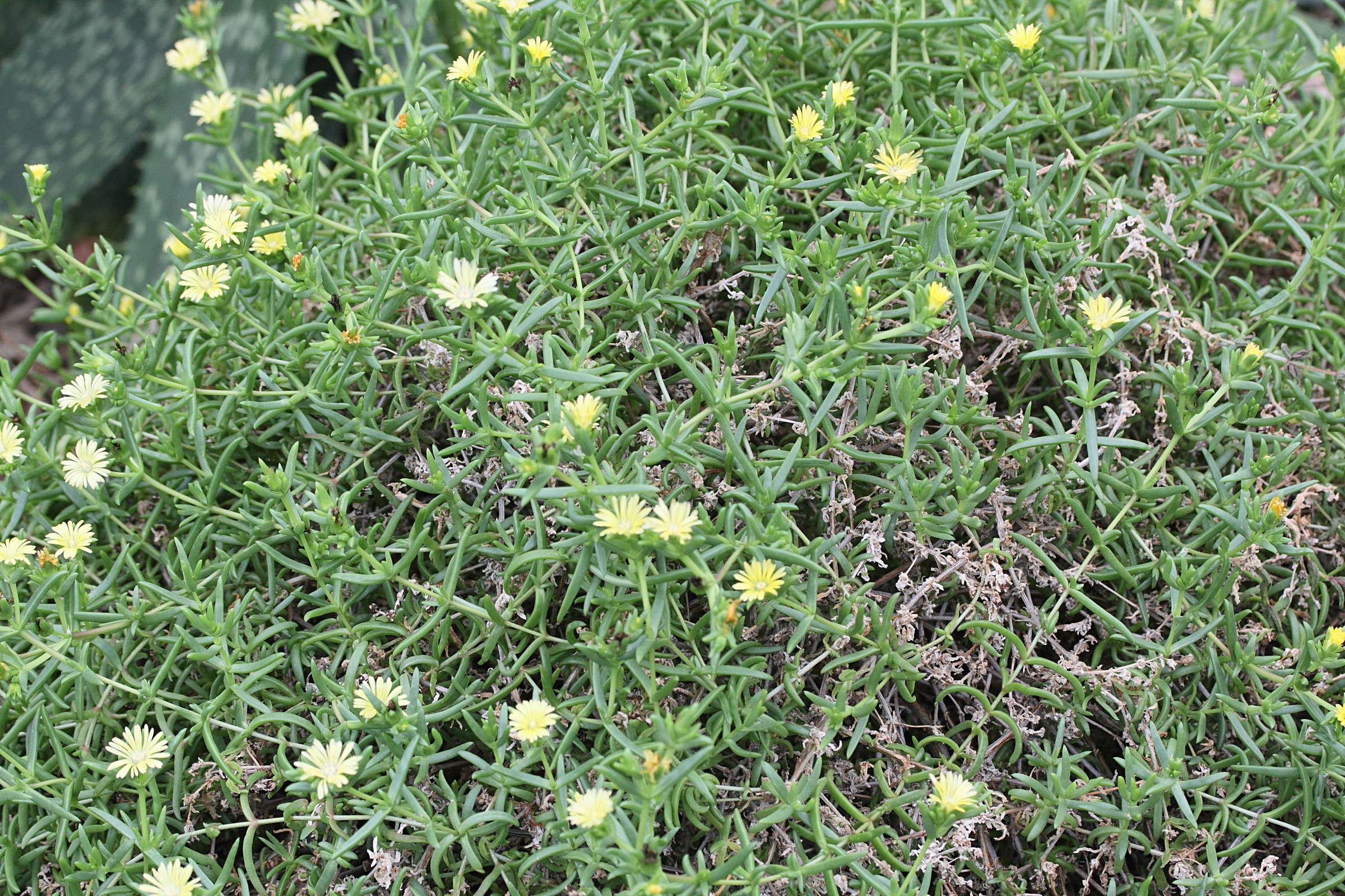 delosperma_rileyi1md