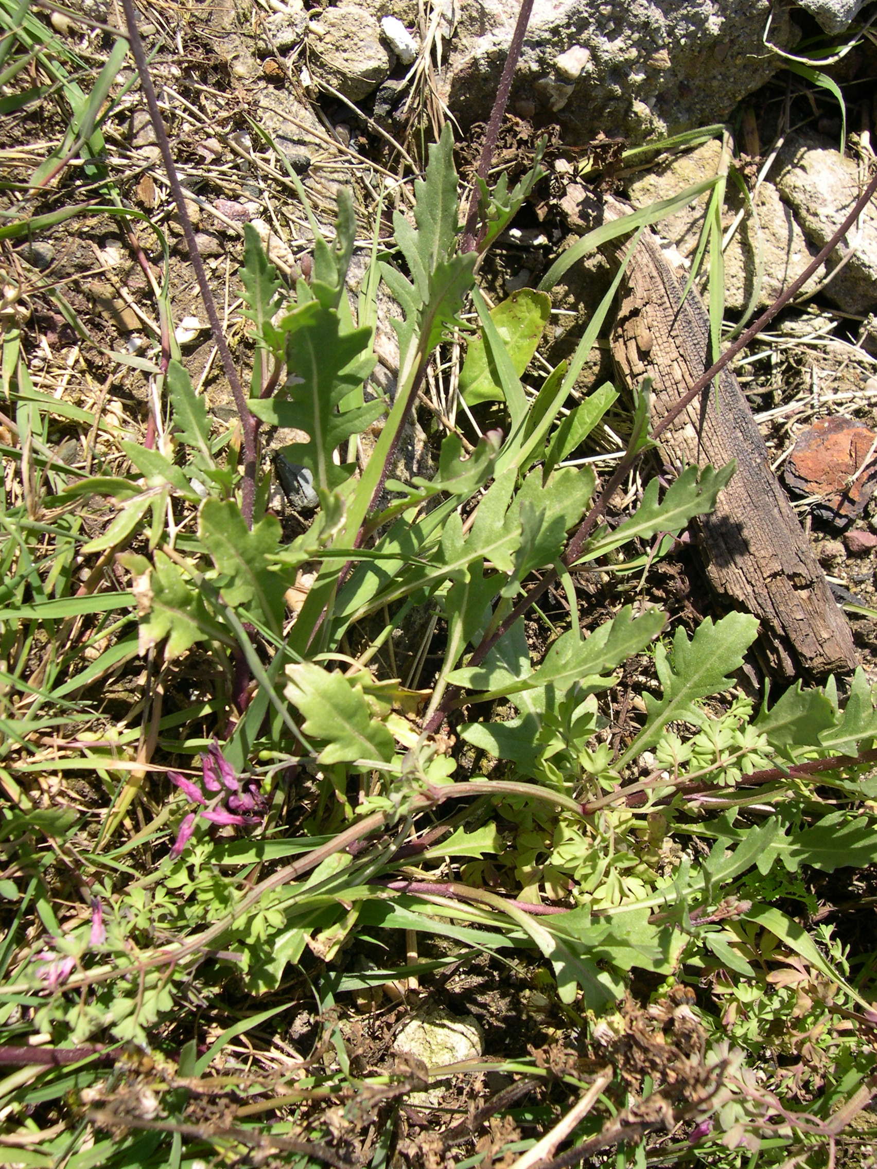 Afficher le média diplotaxis_muralis2md diplotaxis_muralis2md