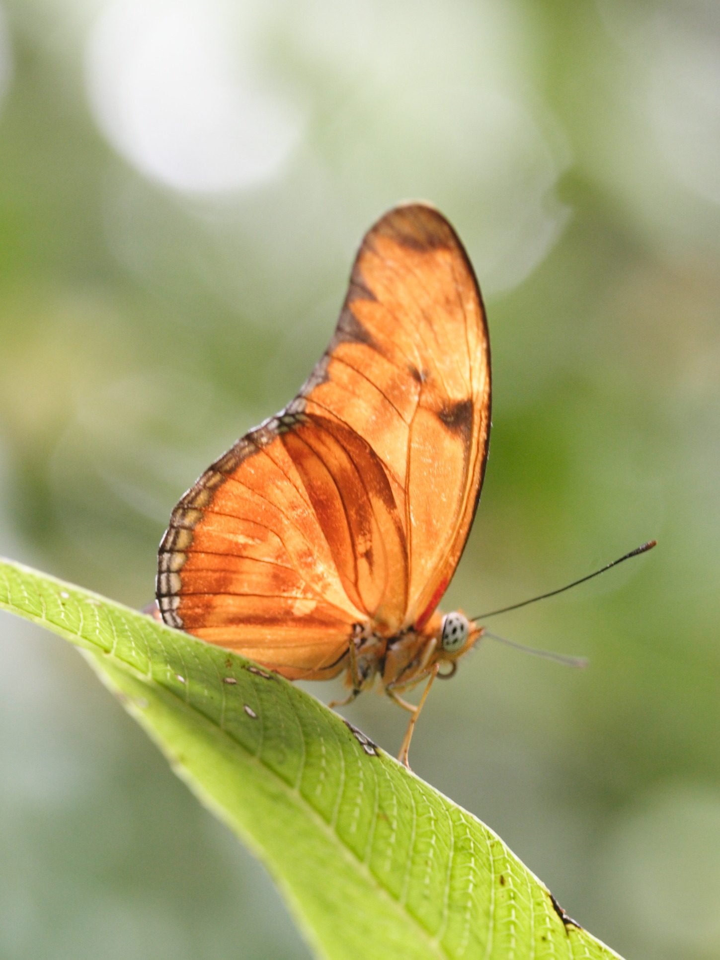 dryas_iulia_martinica4md