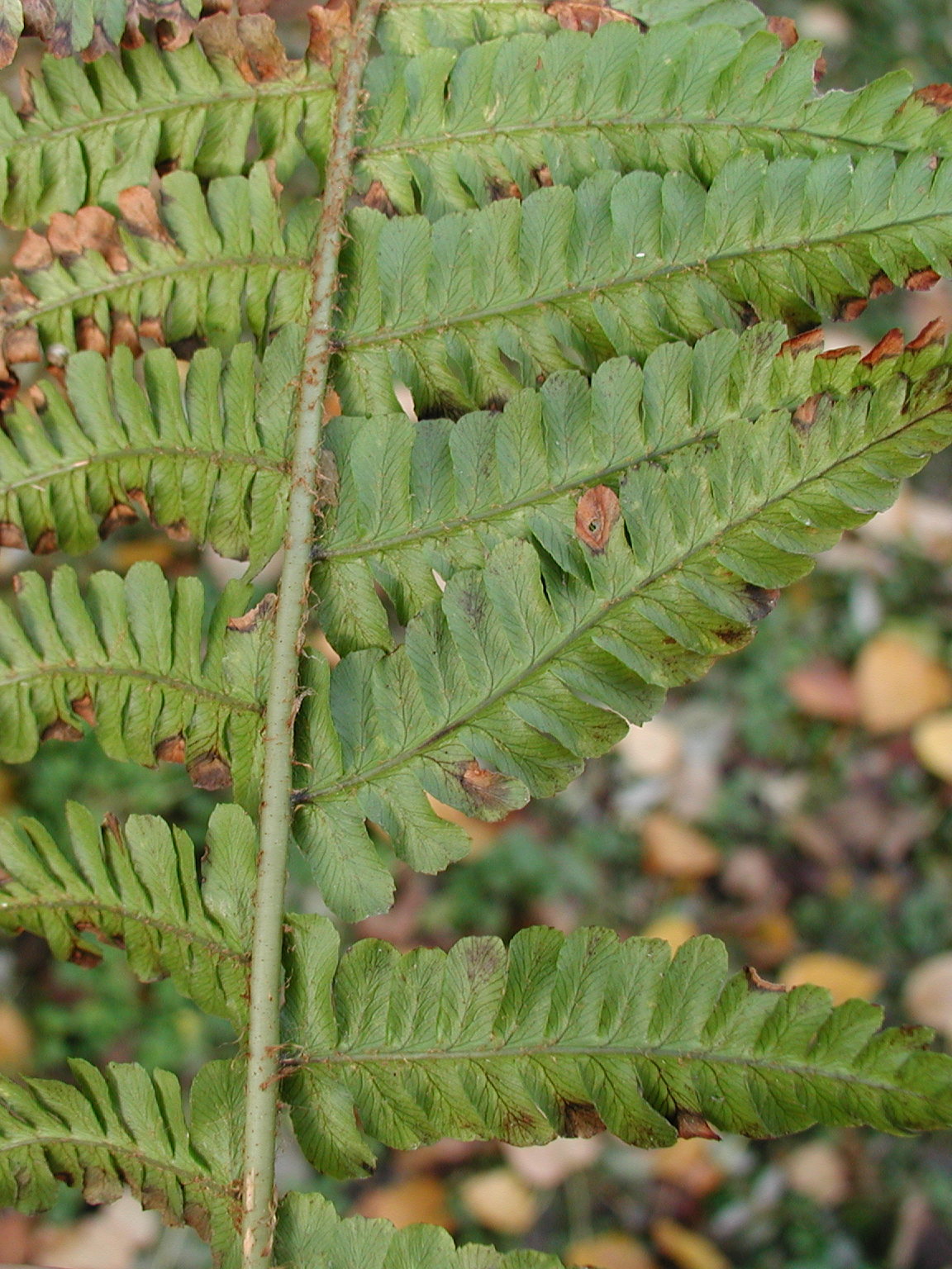 Afficher le média dryopteris_affinis_borreri4md dryopteris_affinis_borreri4md