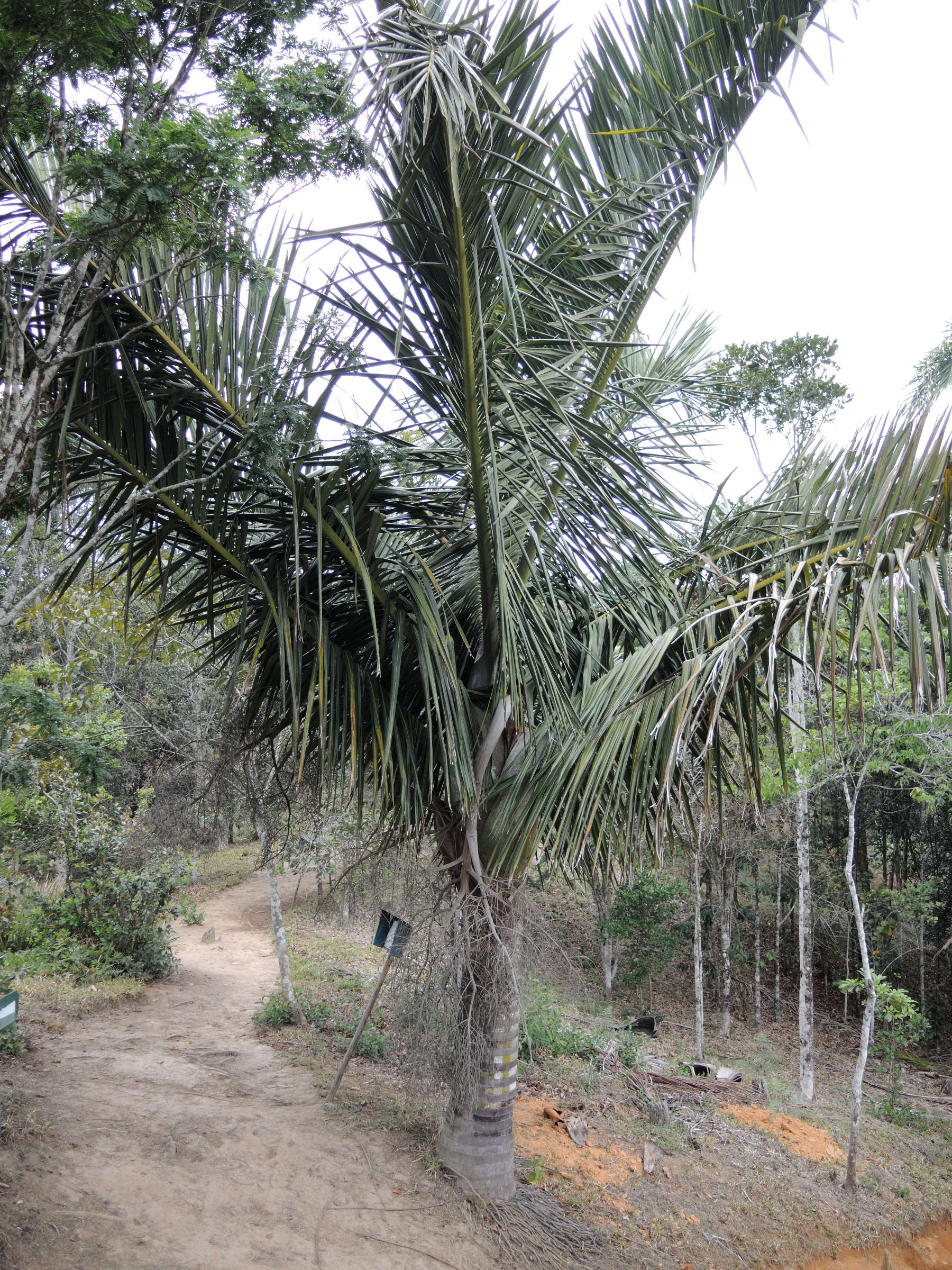 dypsis_robusta1md
