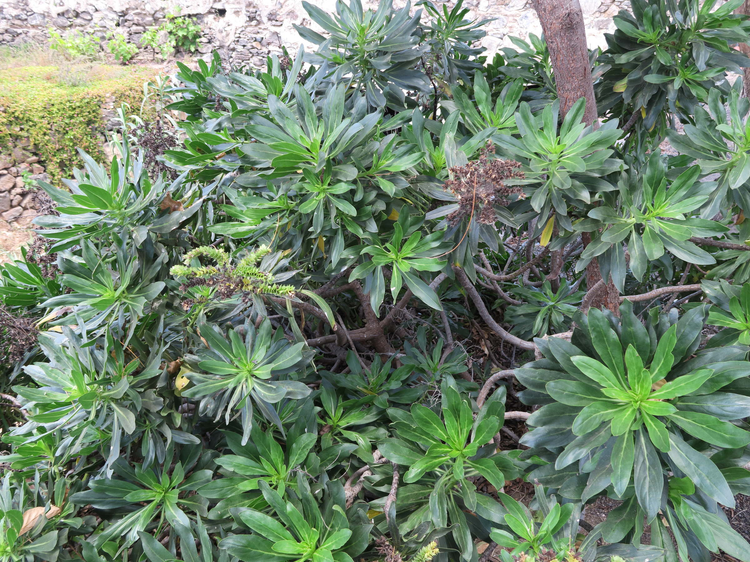 Afficher le média Echium_decaisnei Echium_decaisnei