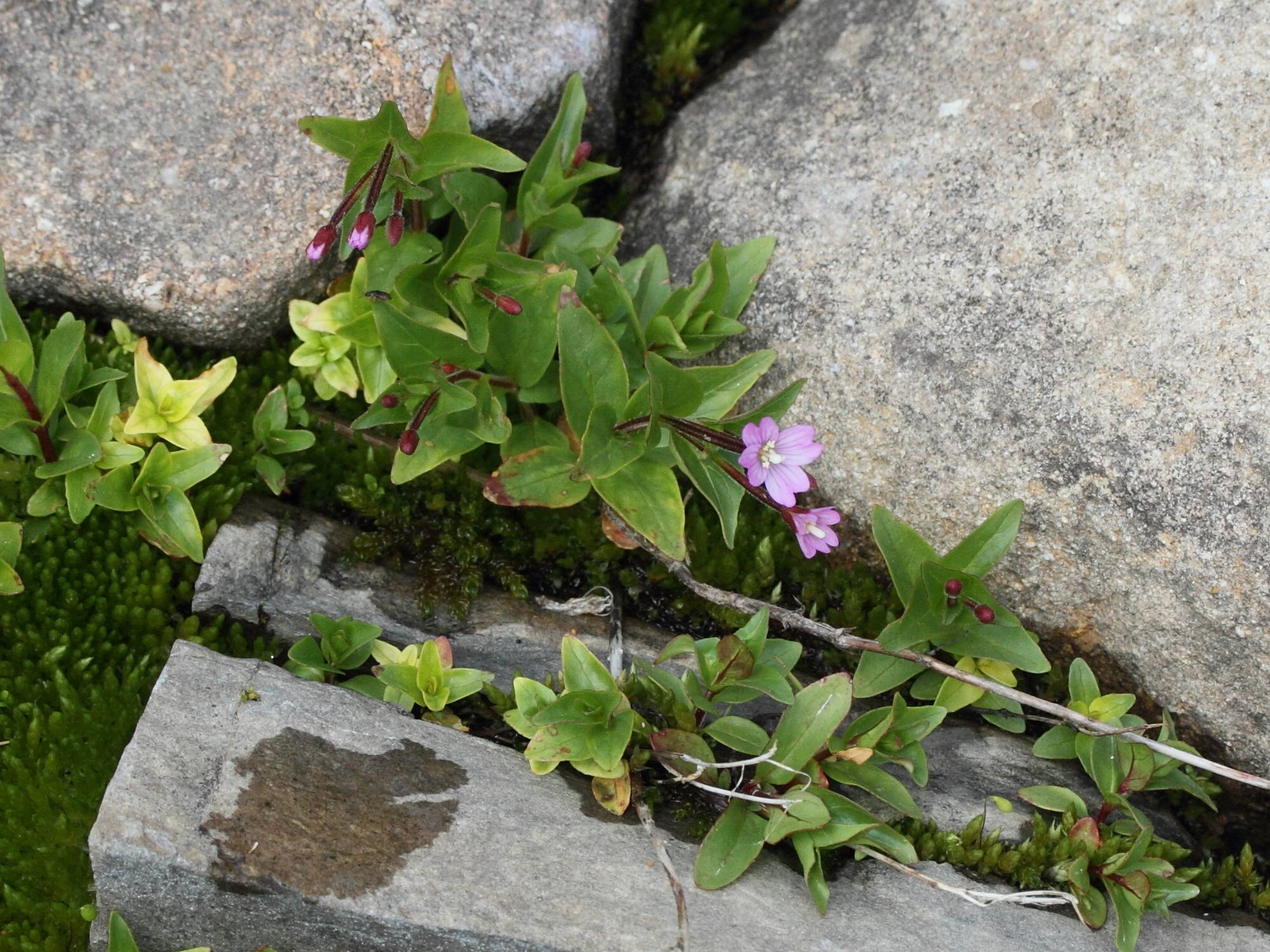 epilobium_alsinifolium1md