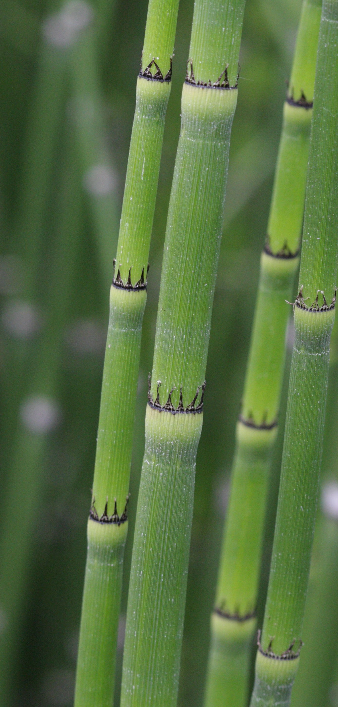 Afficher le média equisetum_japonicum3bd equisetum_japonicum3bd