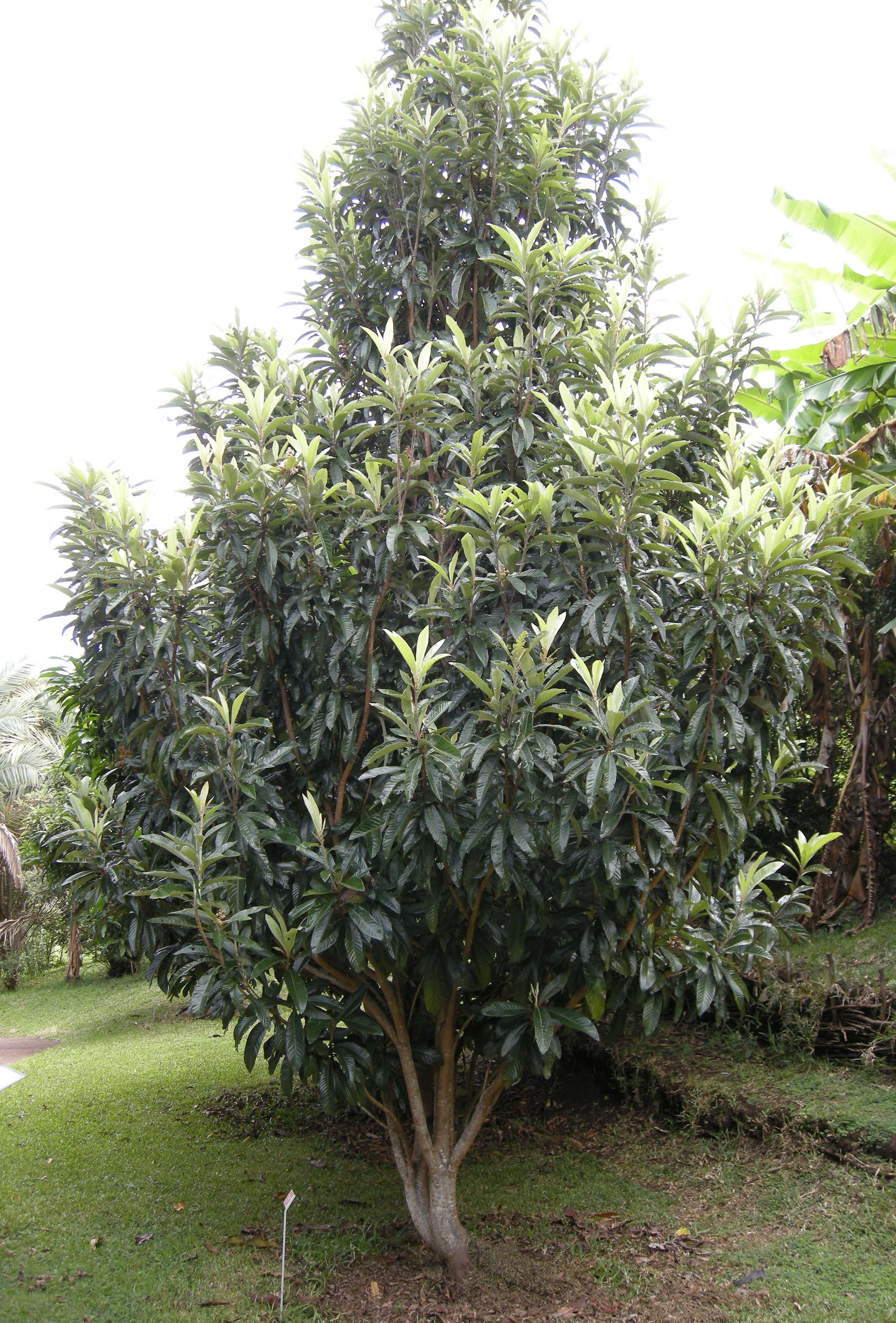 eriobotrya_japonica6md