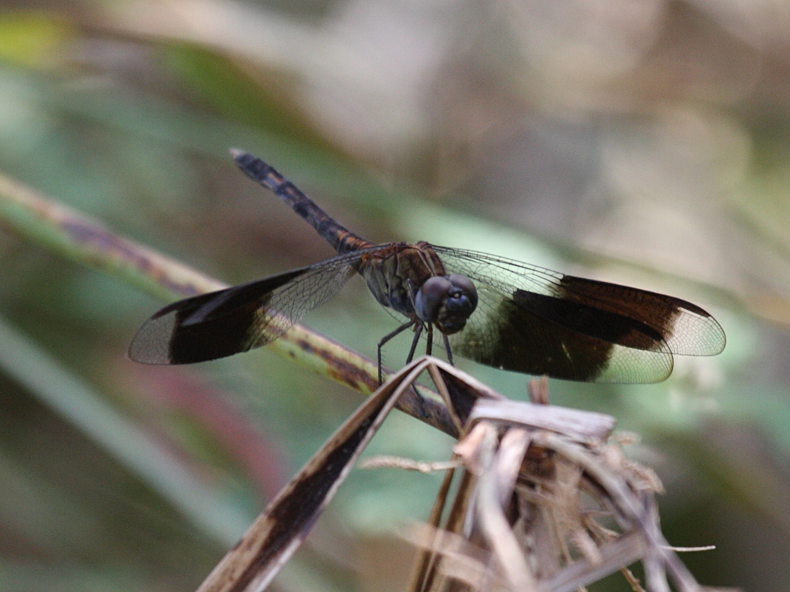 erythrodiplax_umbrata2bd