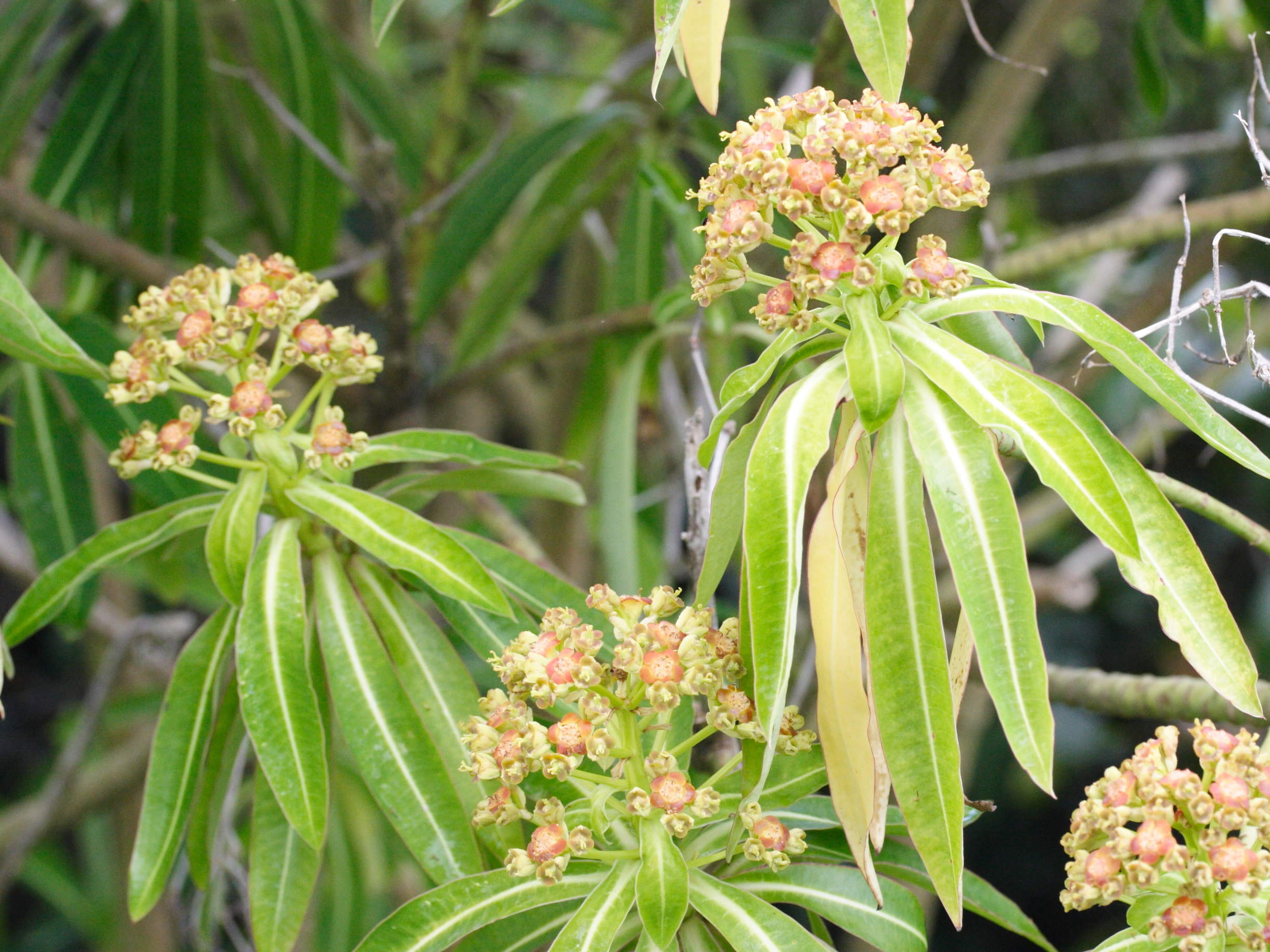 Afficher le média euphorbia_mellifera4md euphorbia_mellifera4md