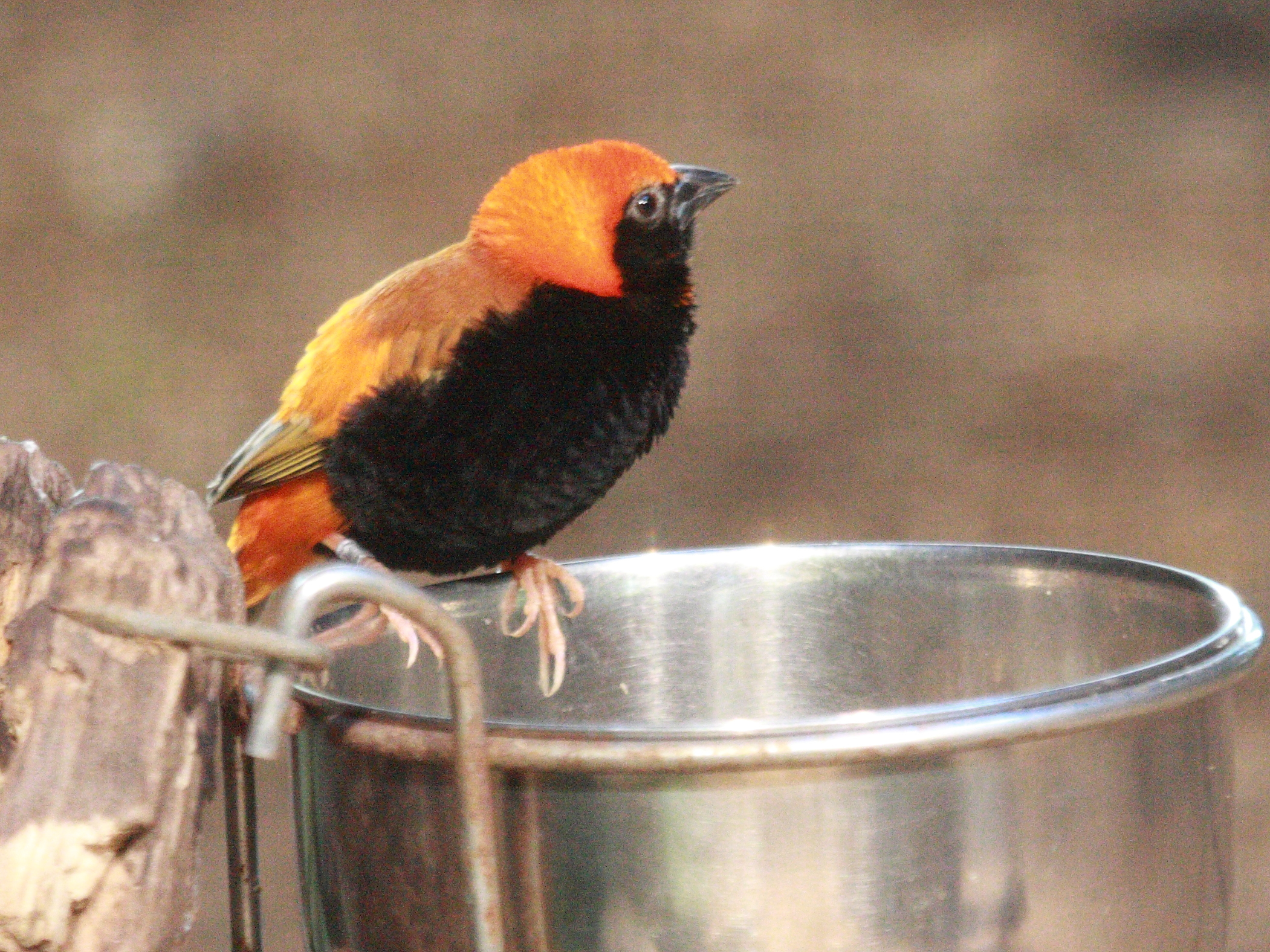 euplecte_ignicolore_-_euplectes_orix1bd