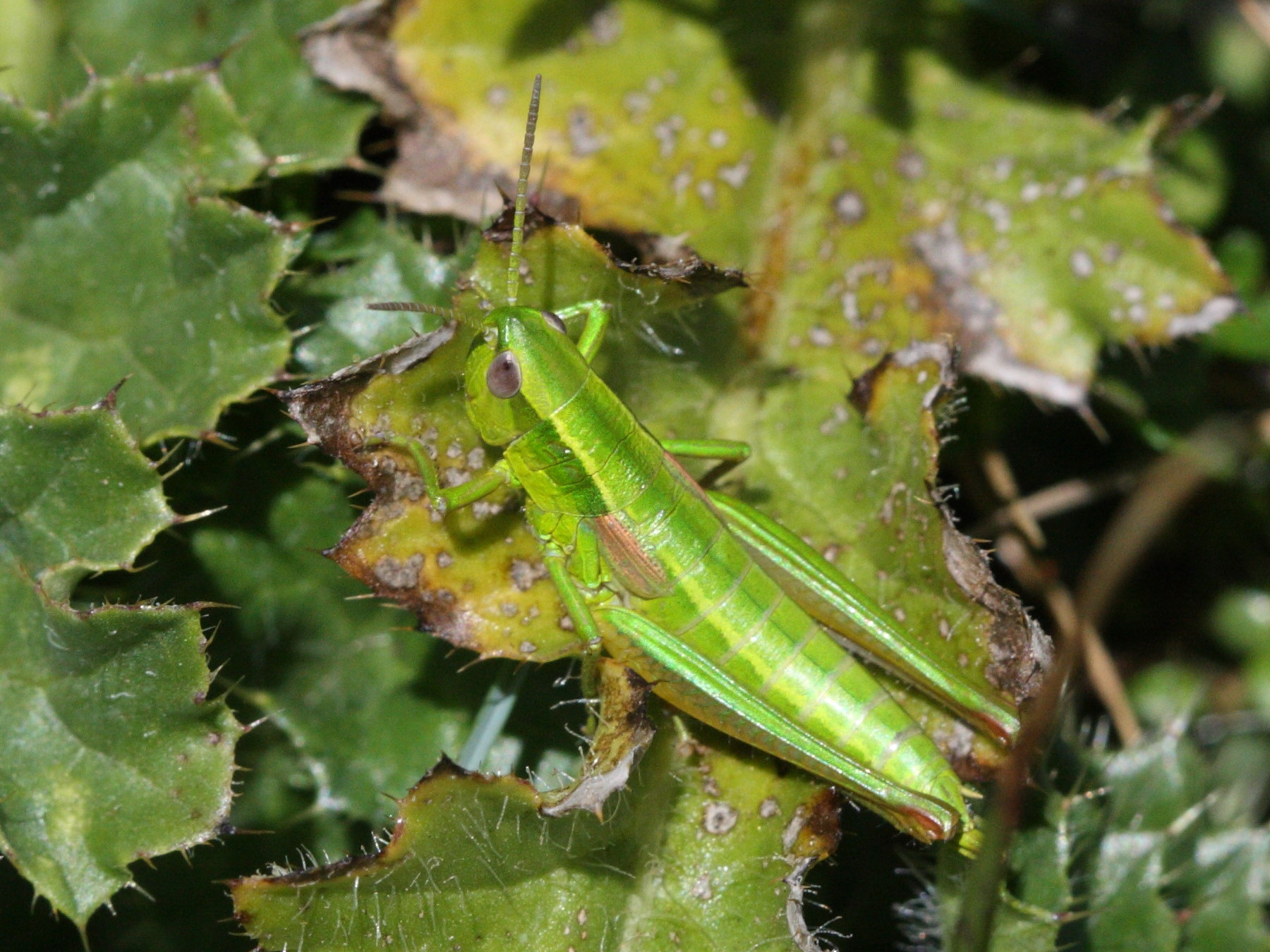 euthystira_brachyptera4bd
