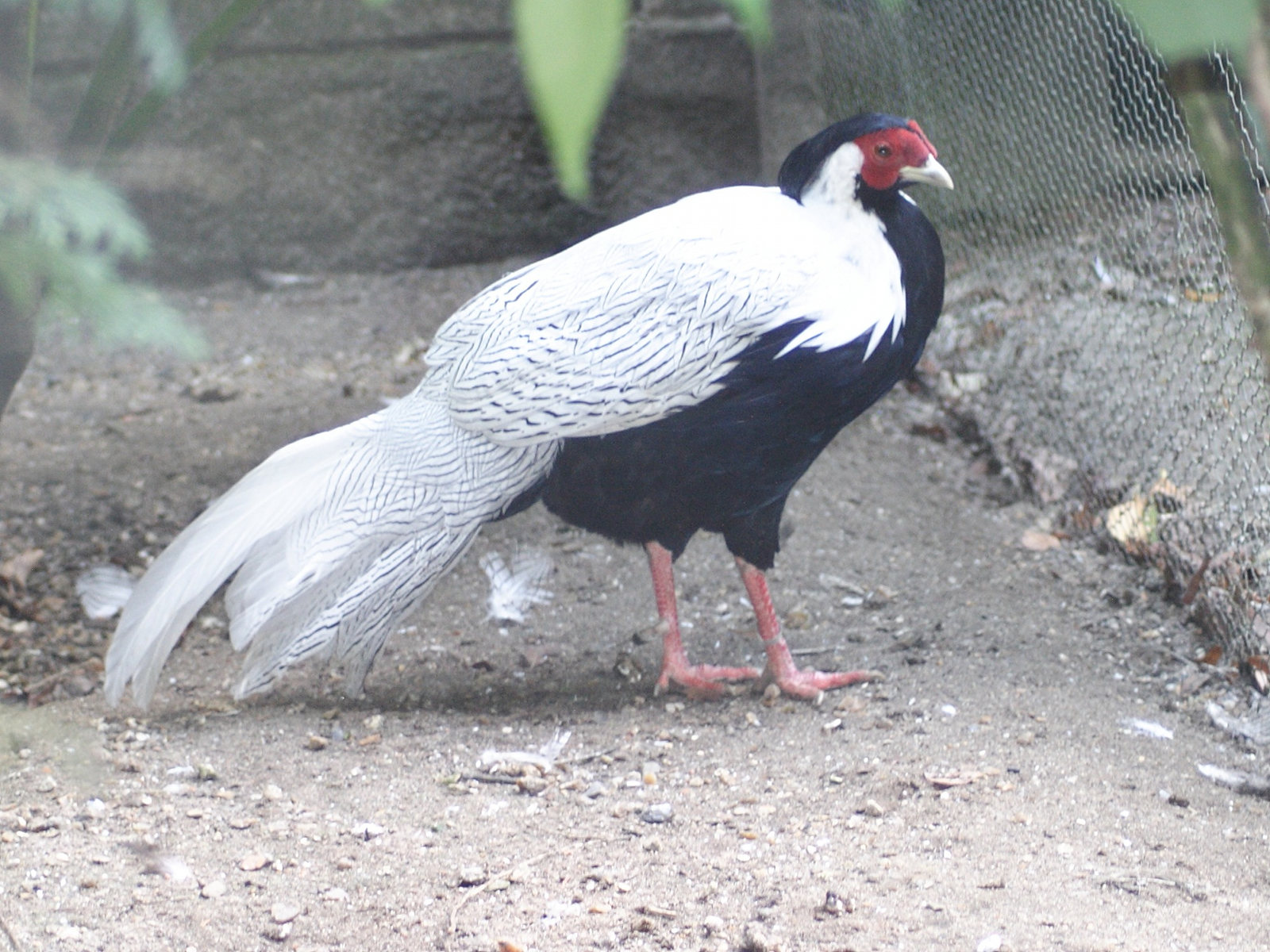 faisan_de_berlioz_-_lophura_nycthemera1md