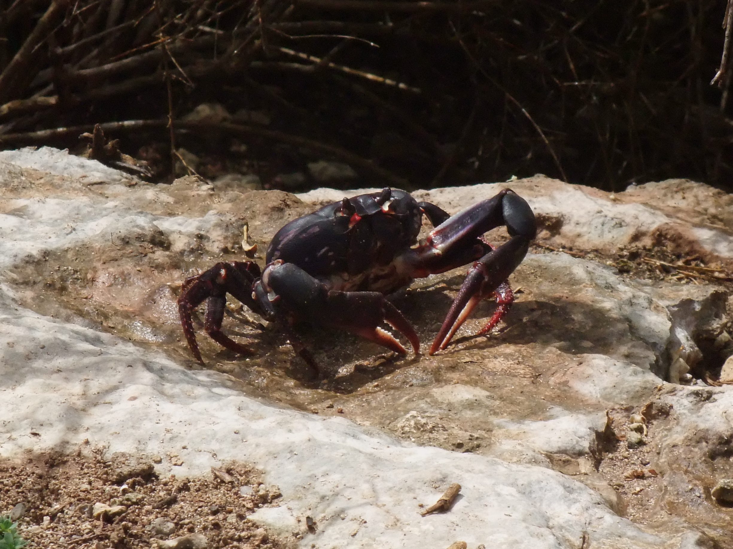 gecarcinus_lateralis1sd