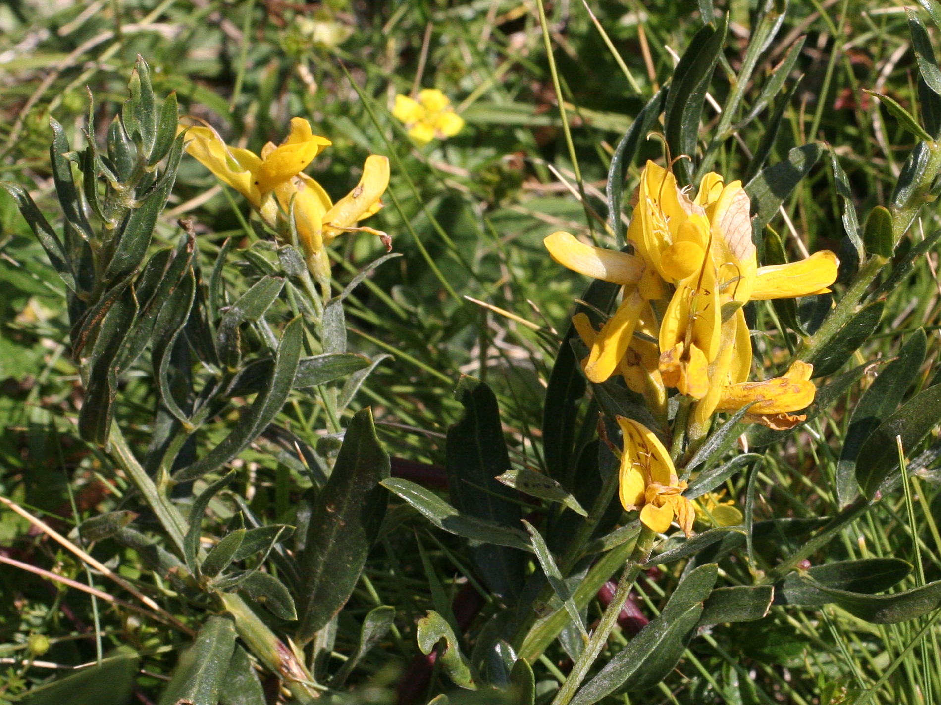 Afficher le média genista_tinctoria_delarbrei3md genista_tinctoria_delarbrei3md