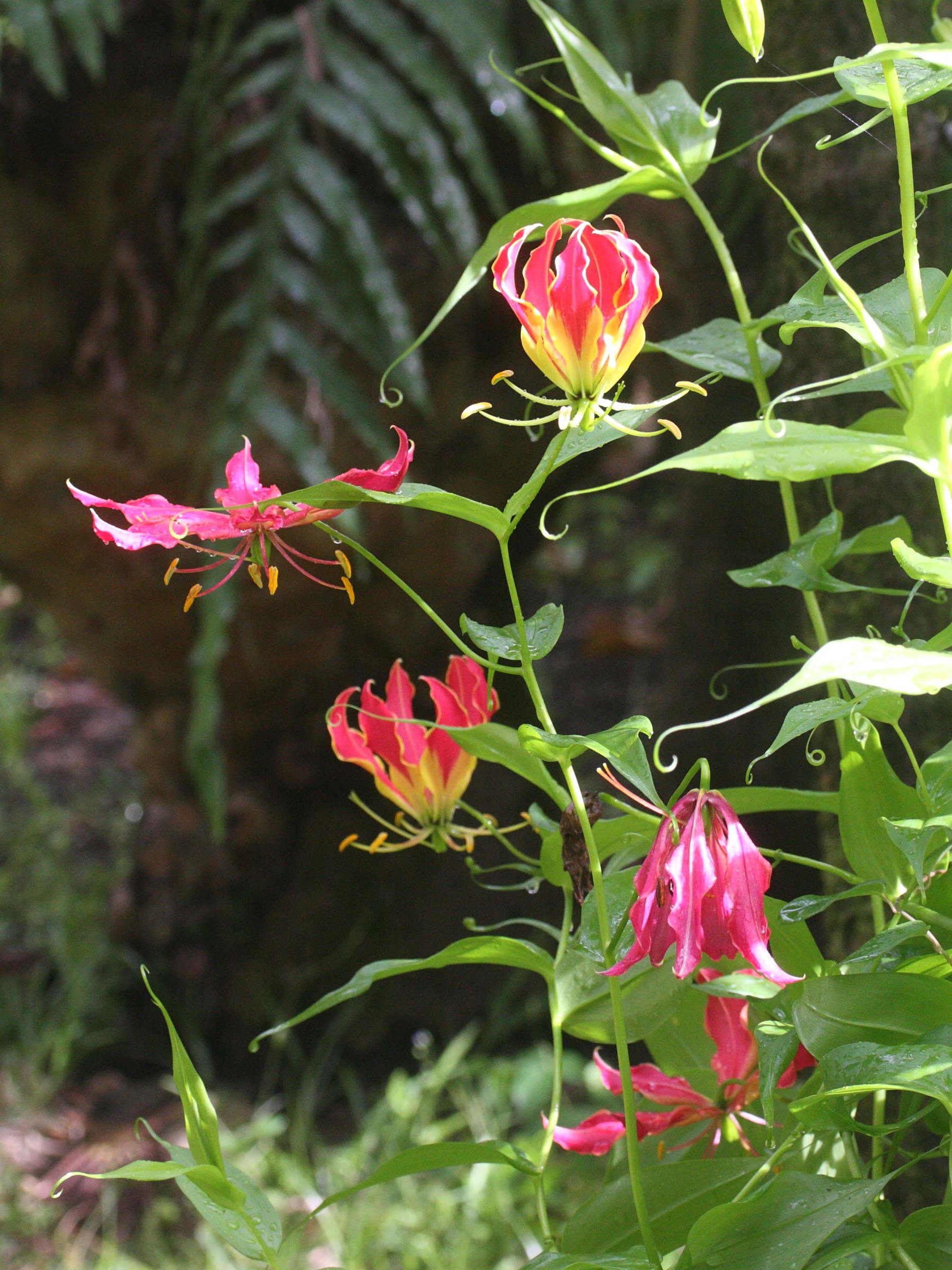 gloriosa_superba1amd