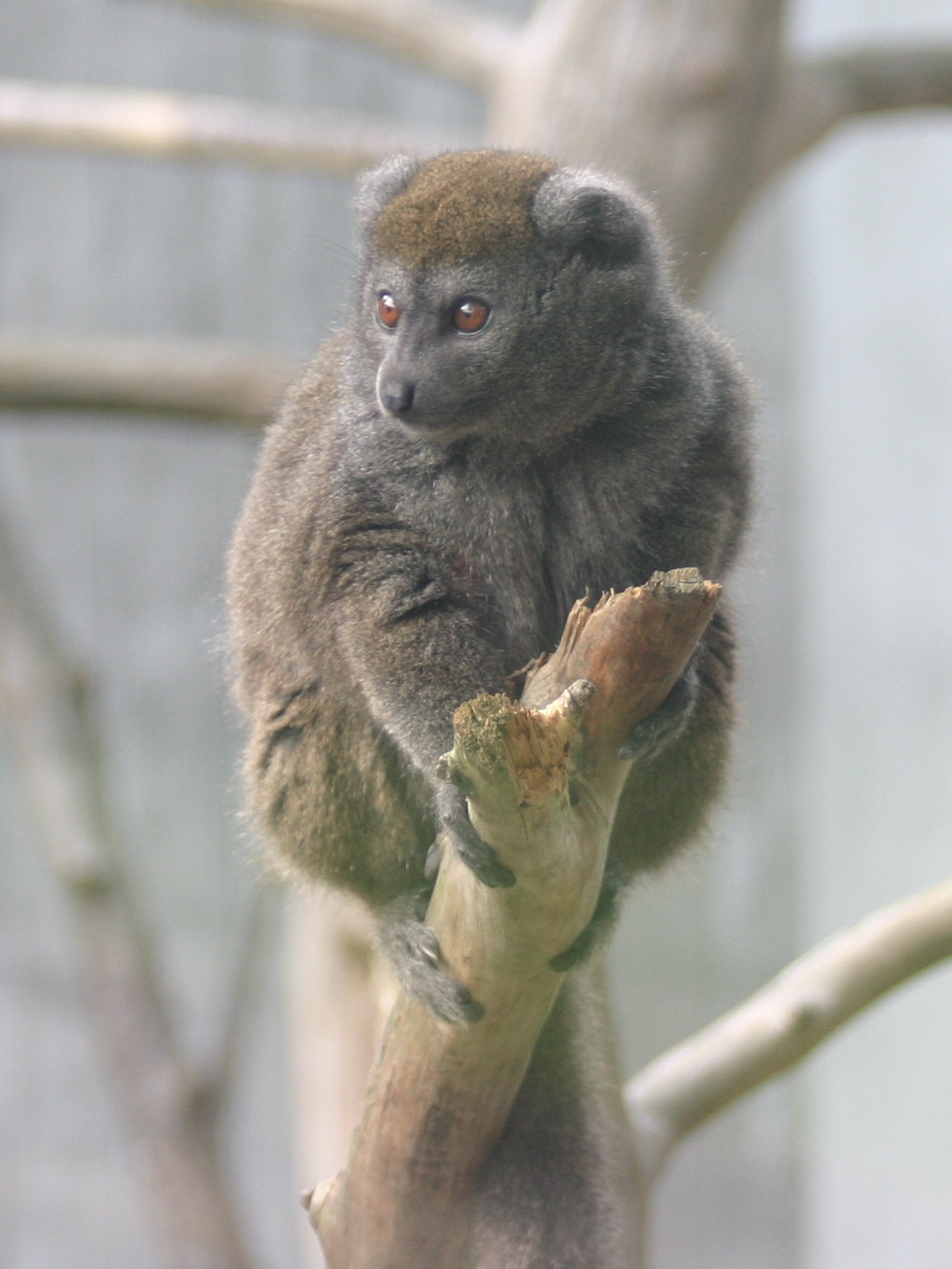 hapalemur_griseus_alaotrensis1sd