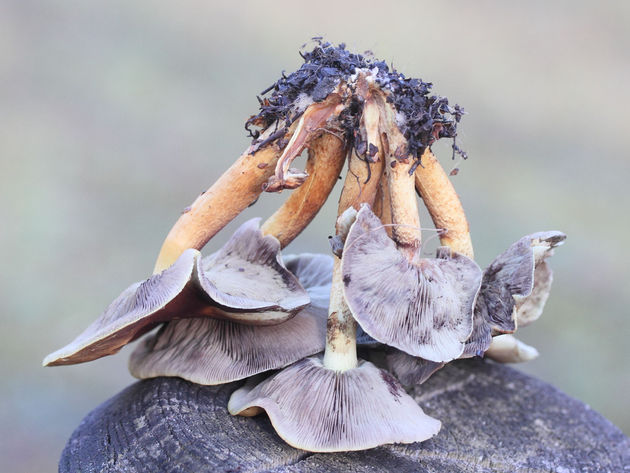 Afficher le média hebeloma_mesophaeum3amd hebeloma_mesophaeum3amd