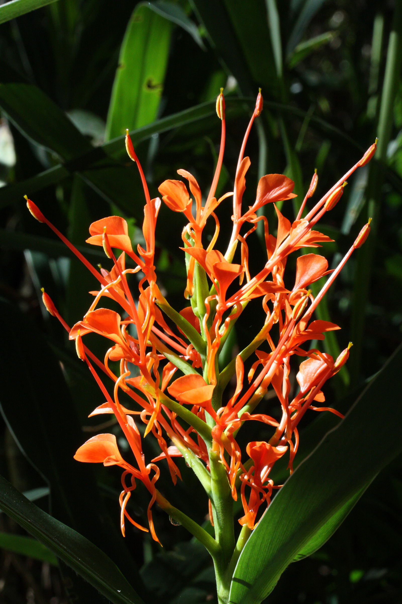 hedychium_coccineum2md