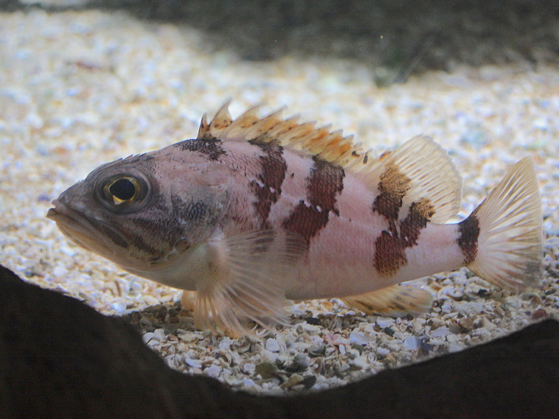 helicolenus_dactylopterus1md