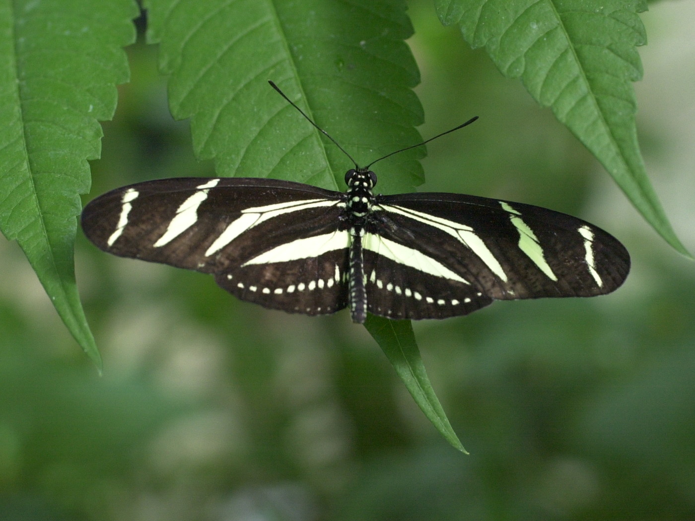 heliconius_charitonia2md