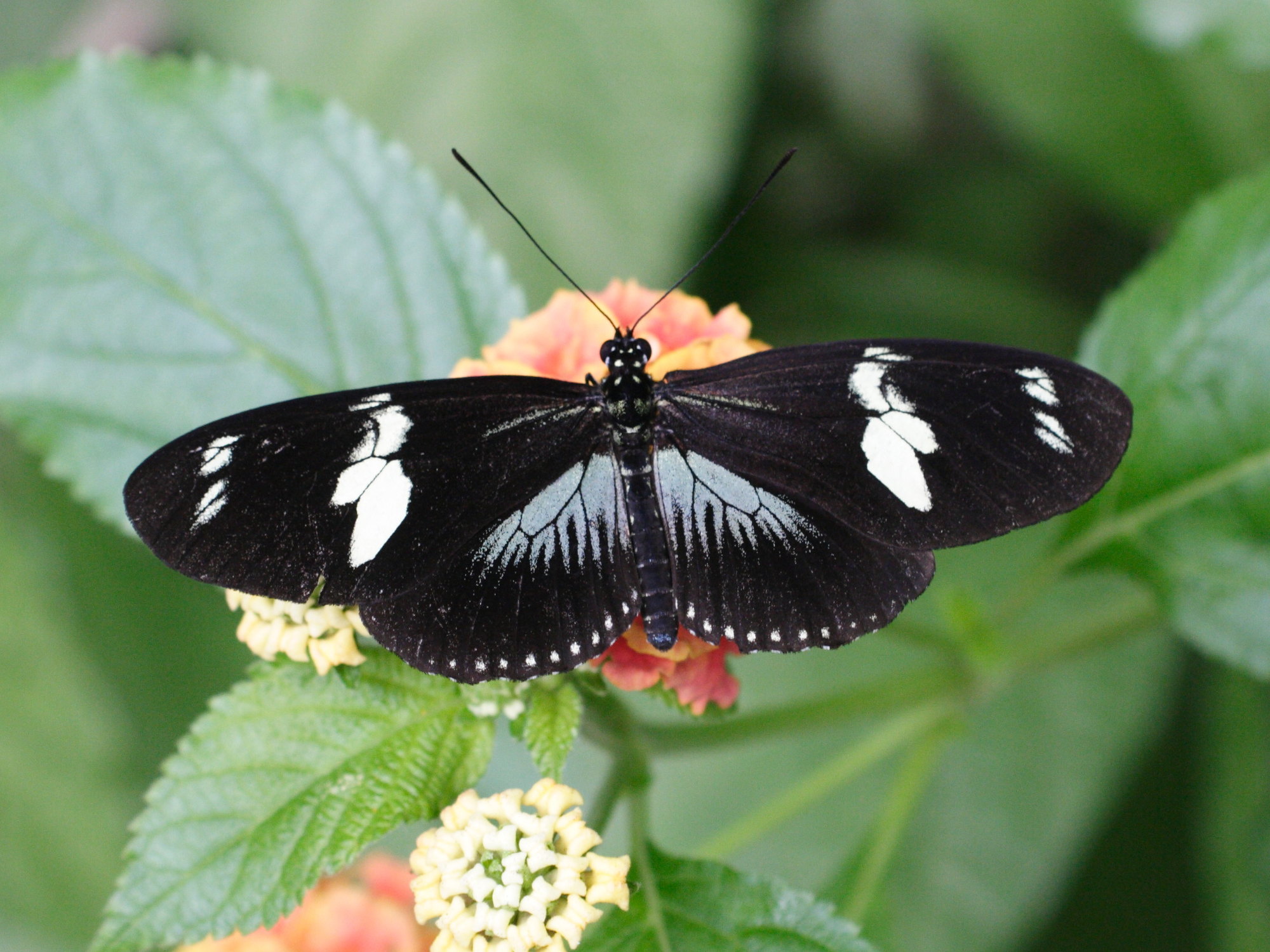 heliconius_doris1md