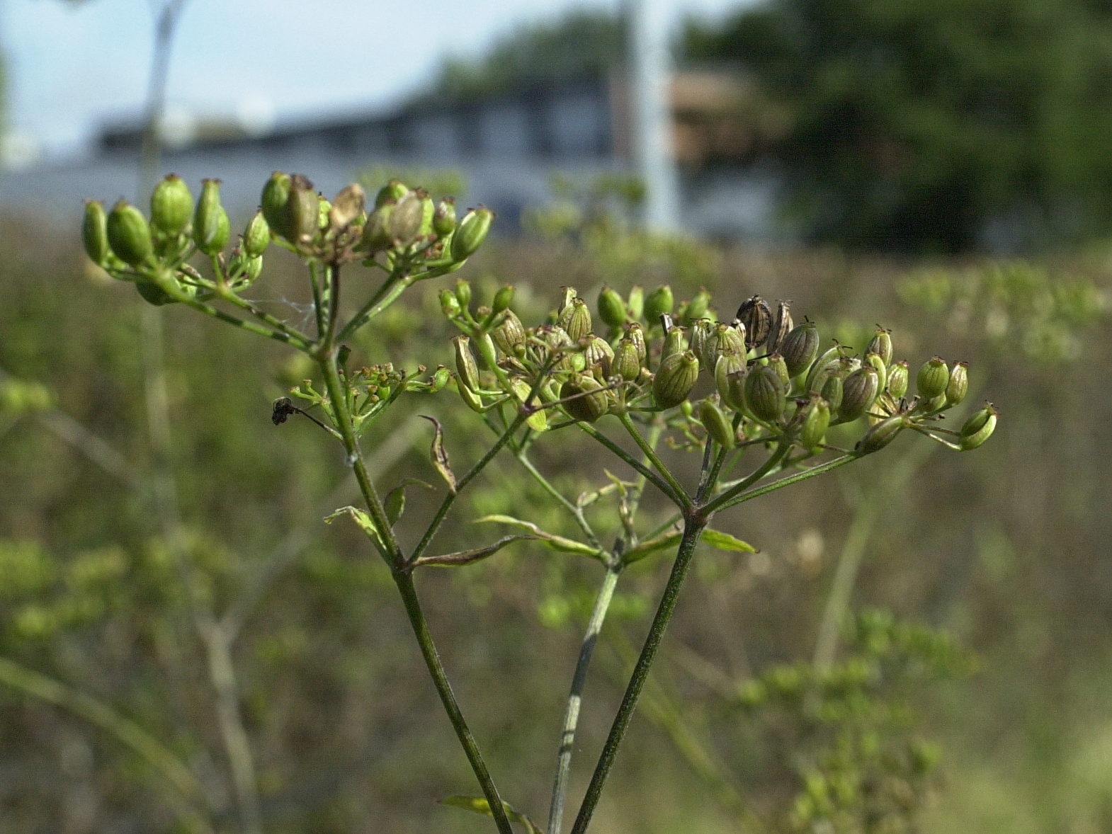 heracleum_sphondylium4amd