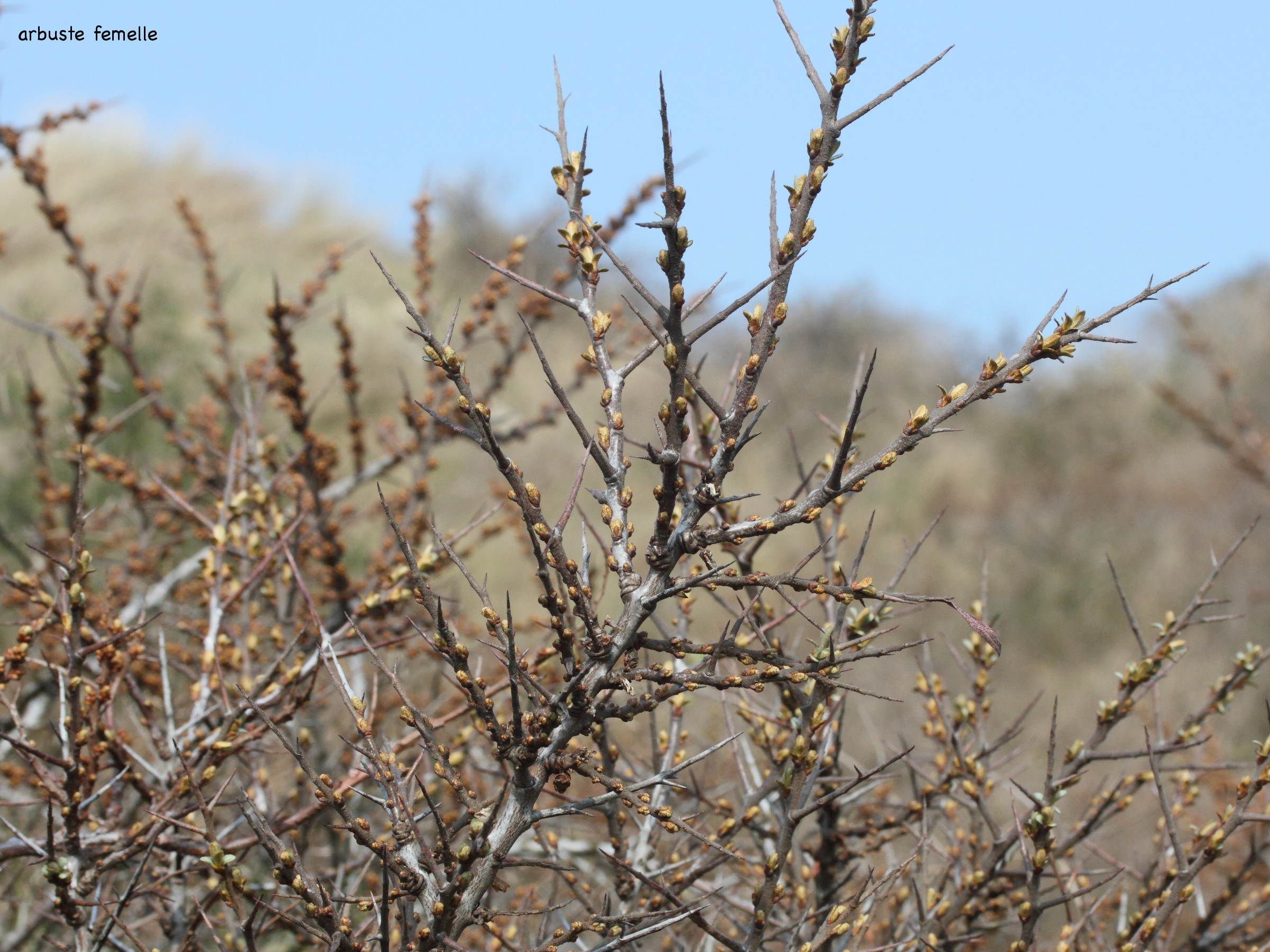 hippophae_rhamnoides2md