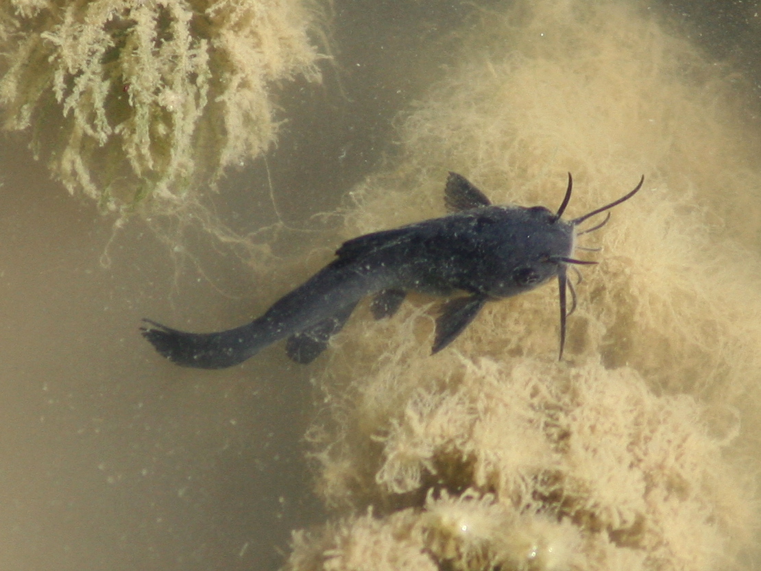 Afficher le média ictalurus_melas2md ictalurus_melas2md