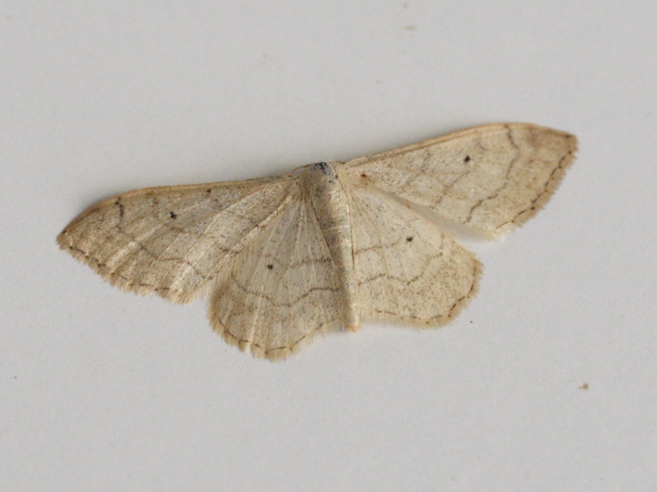 idaea_aversata3md