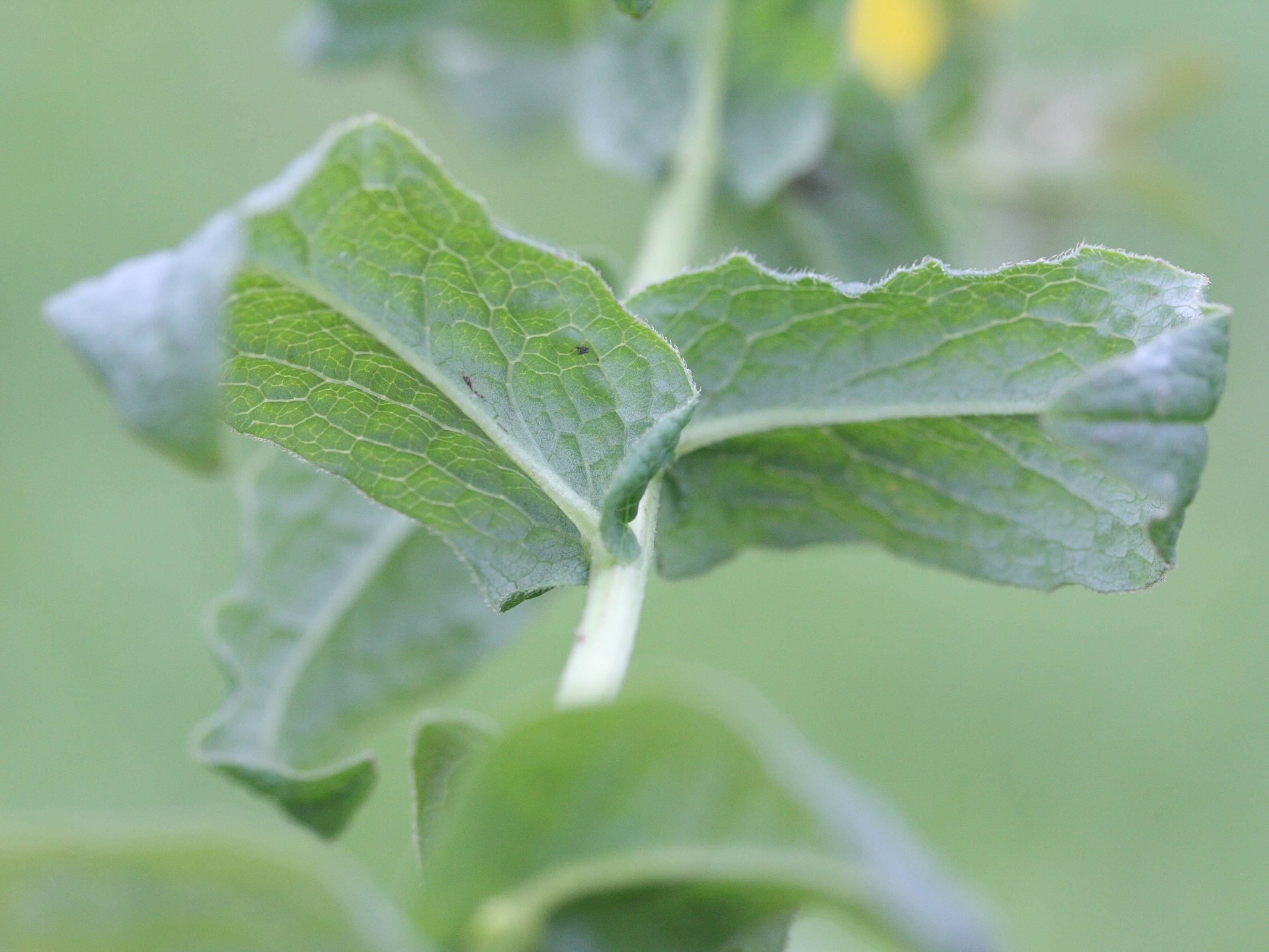 Afficher le média inula_salicina4md inula_salicina4md