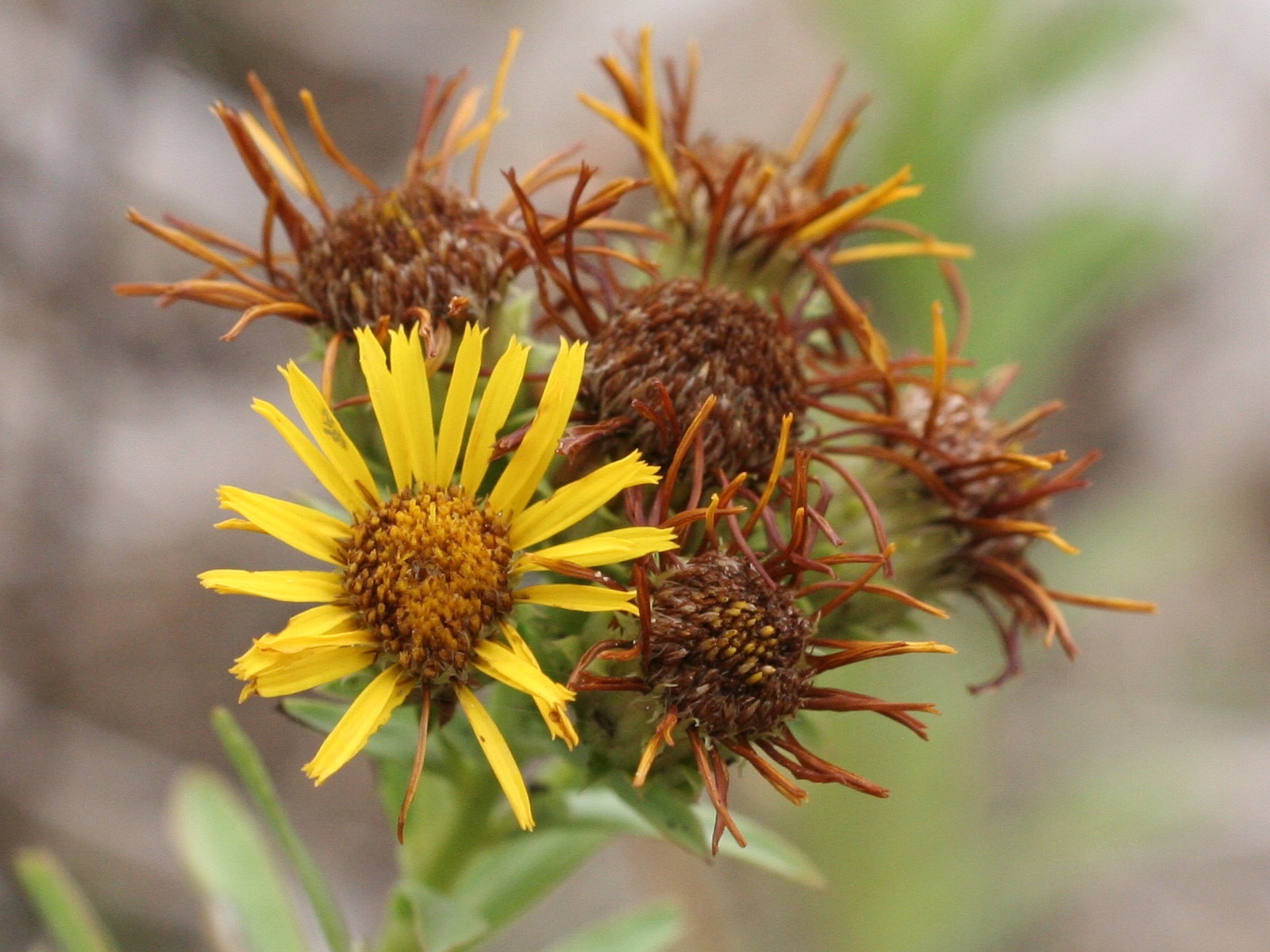 Afficher le média Inula_spiraeifolia Inula_spiraeifolia