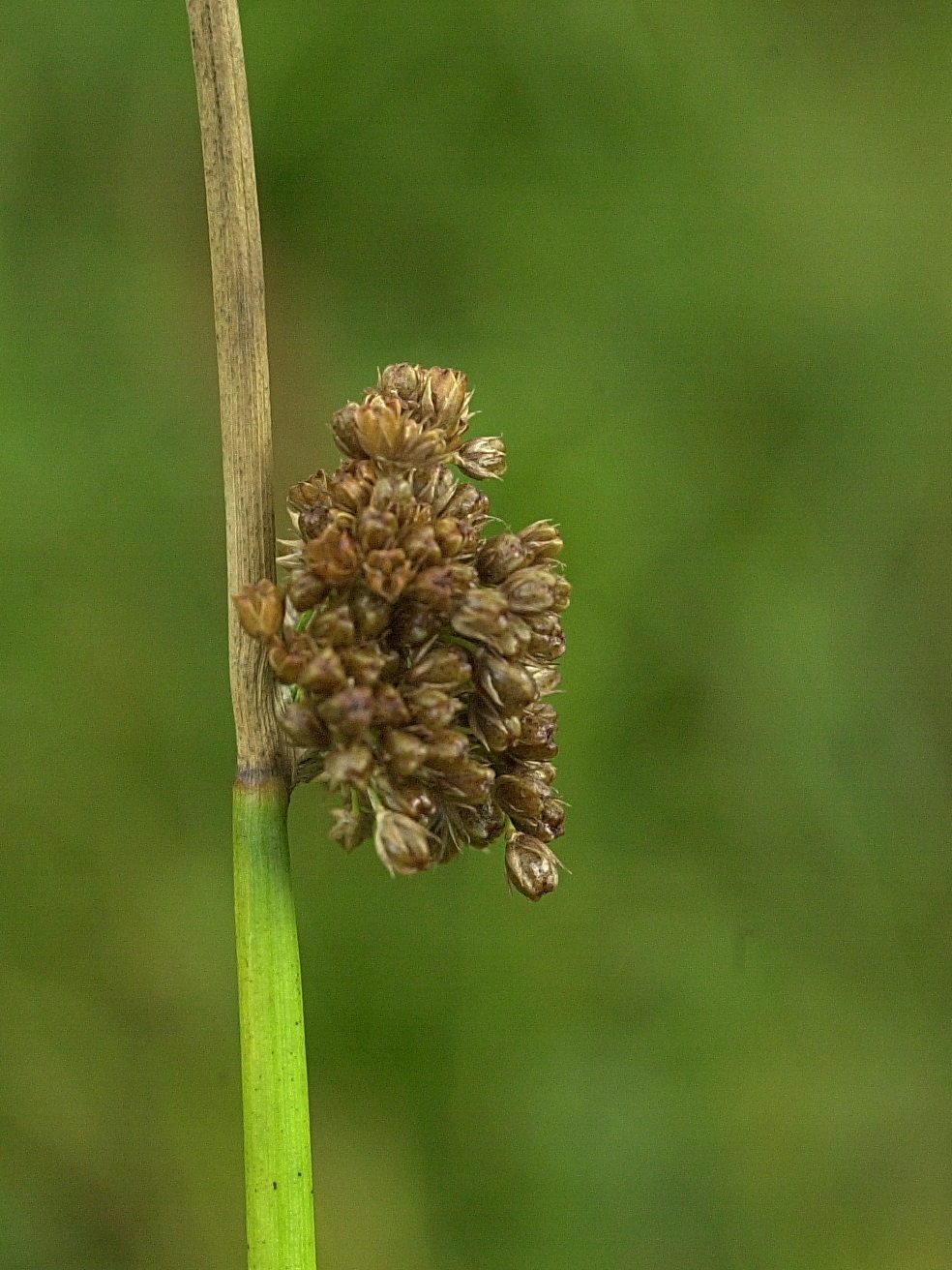 juncus_conglomeratus3md