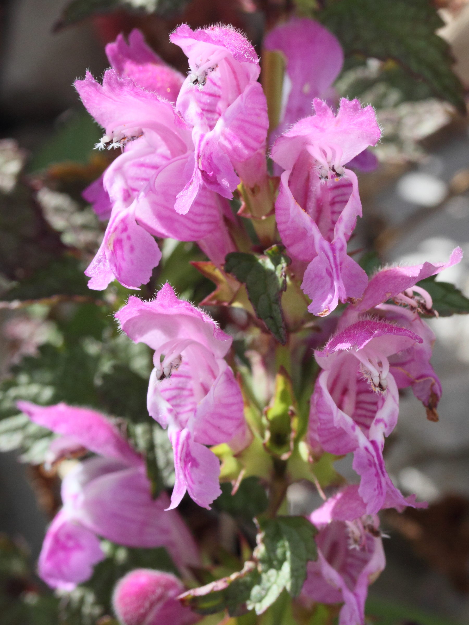 Afficher le média lamium_garganicum_garganicum2md lamium_garganicum_garganicum2md