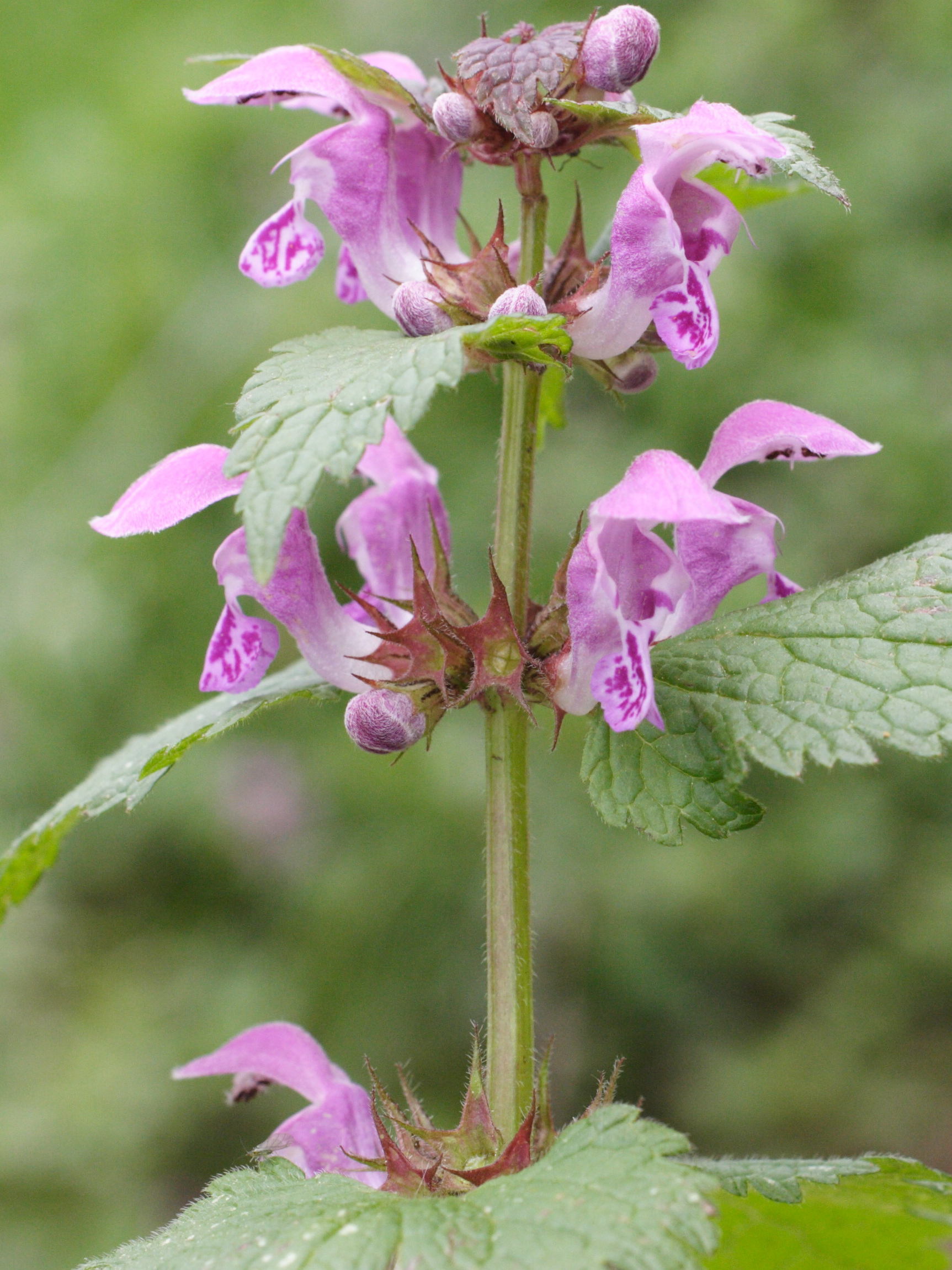 lamium_maculatum6md