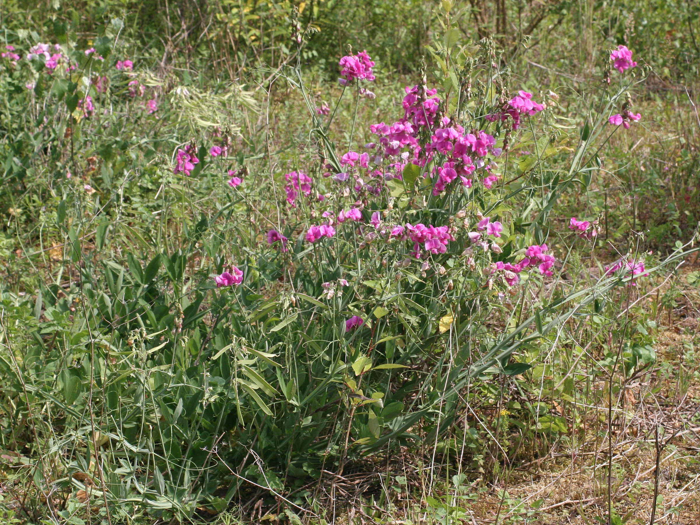 lathyrus_latifolius1md