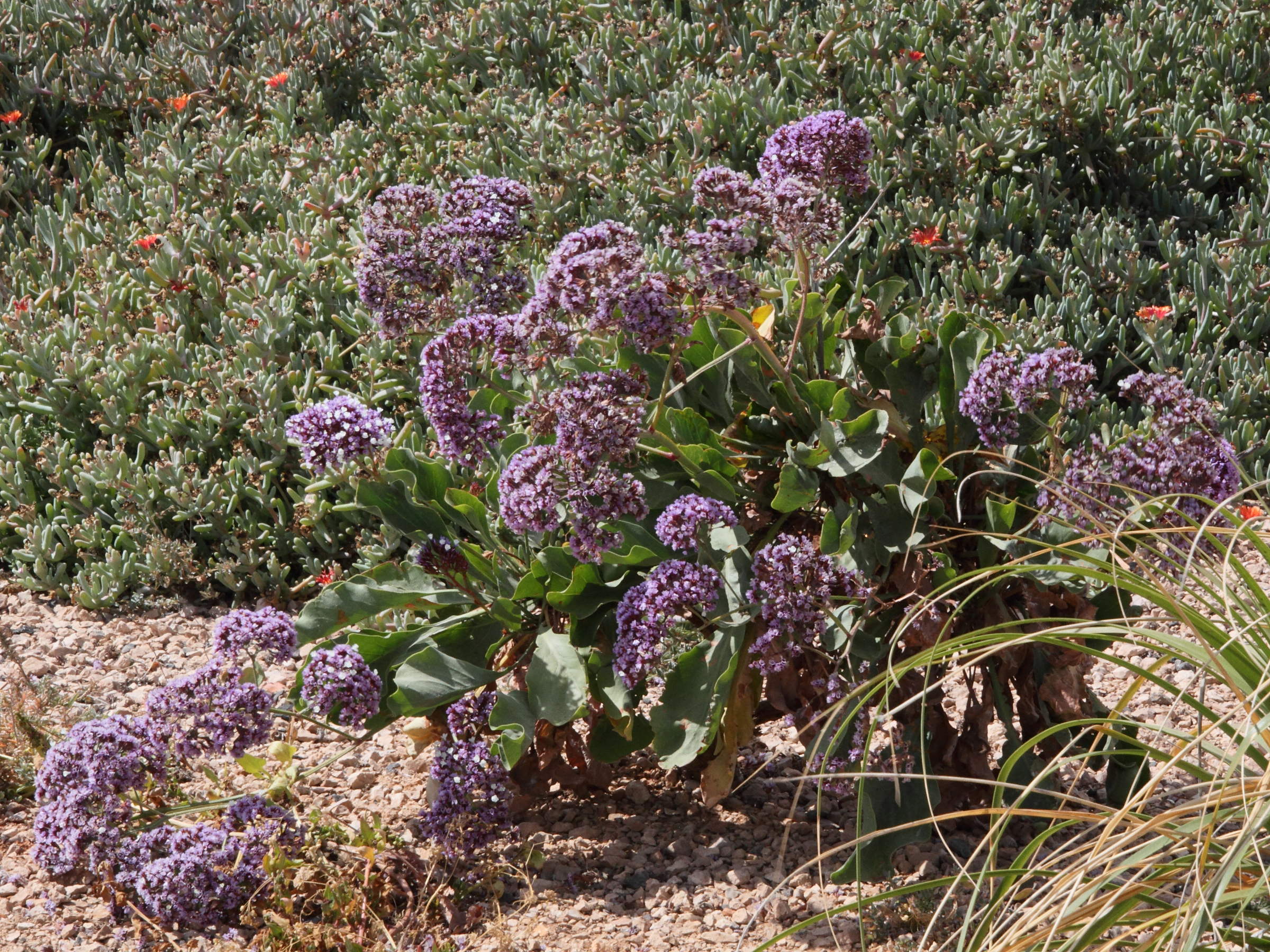 Afficher le média limonium_bourgeaui1md limonium_bourgeaui1md