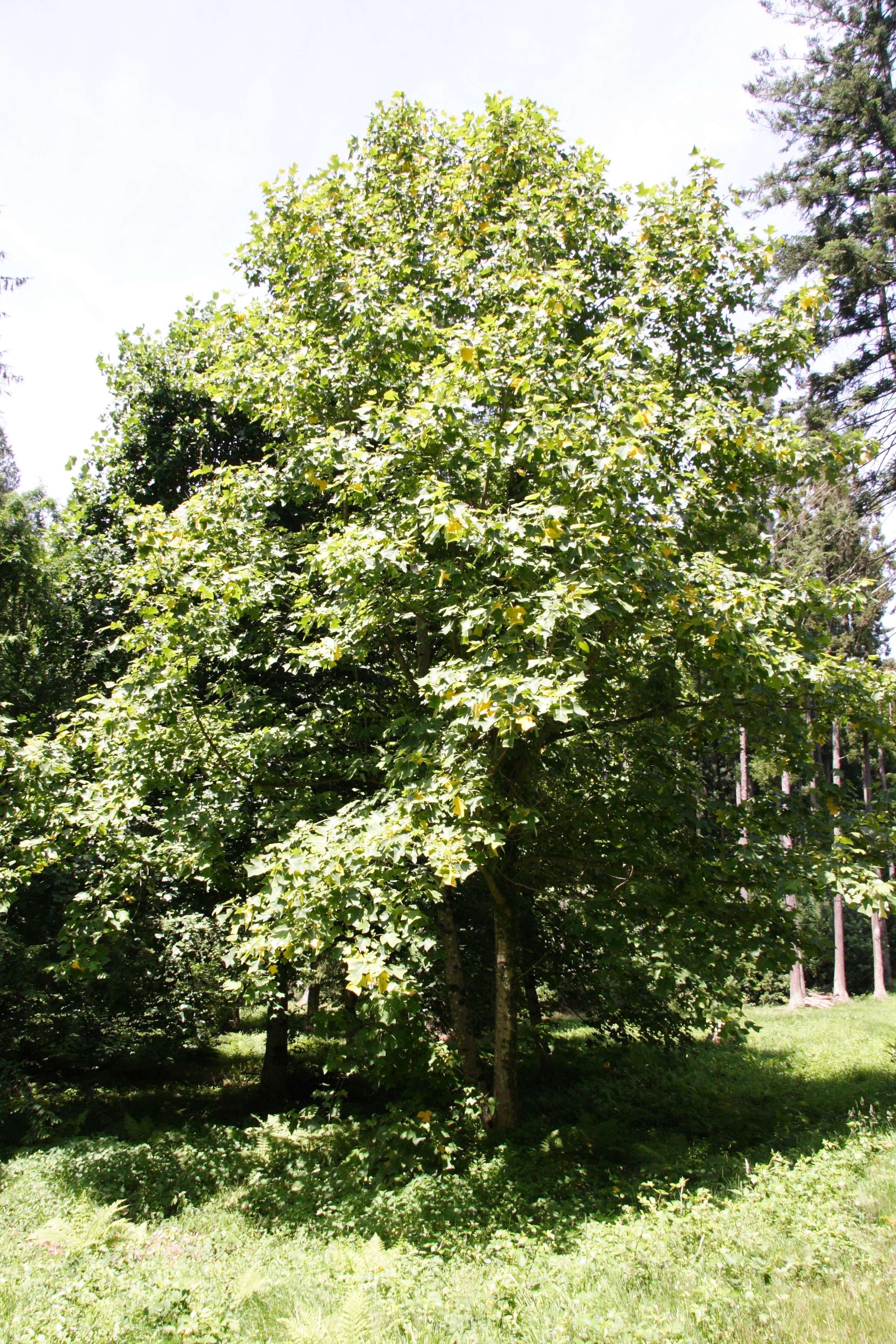 Afficher le média liriodendron_chinense1md liriodendron_chinense1md