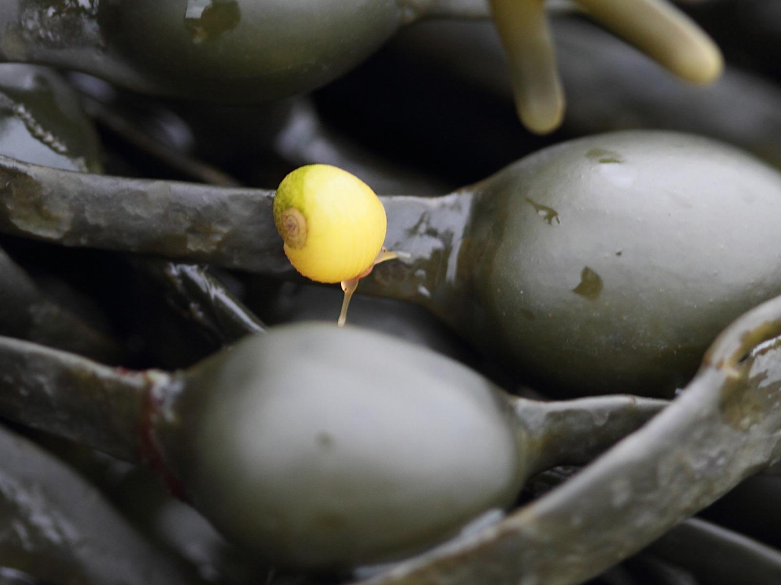 littorina_obtusata1bd