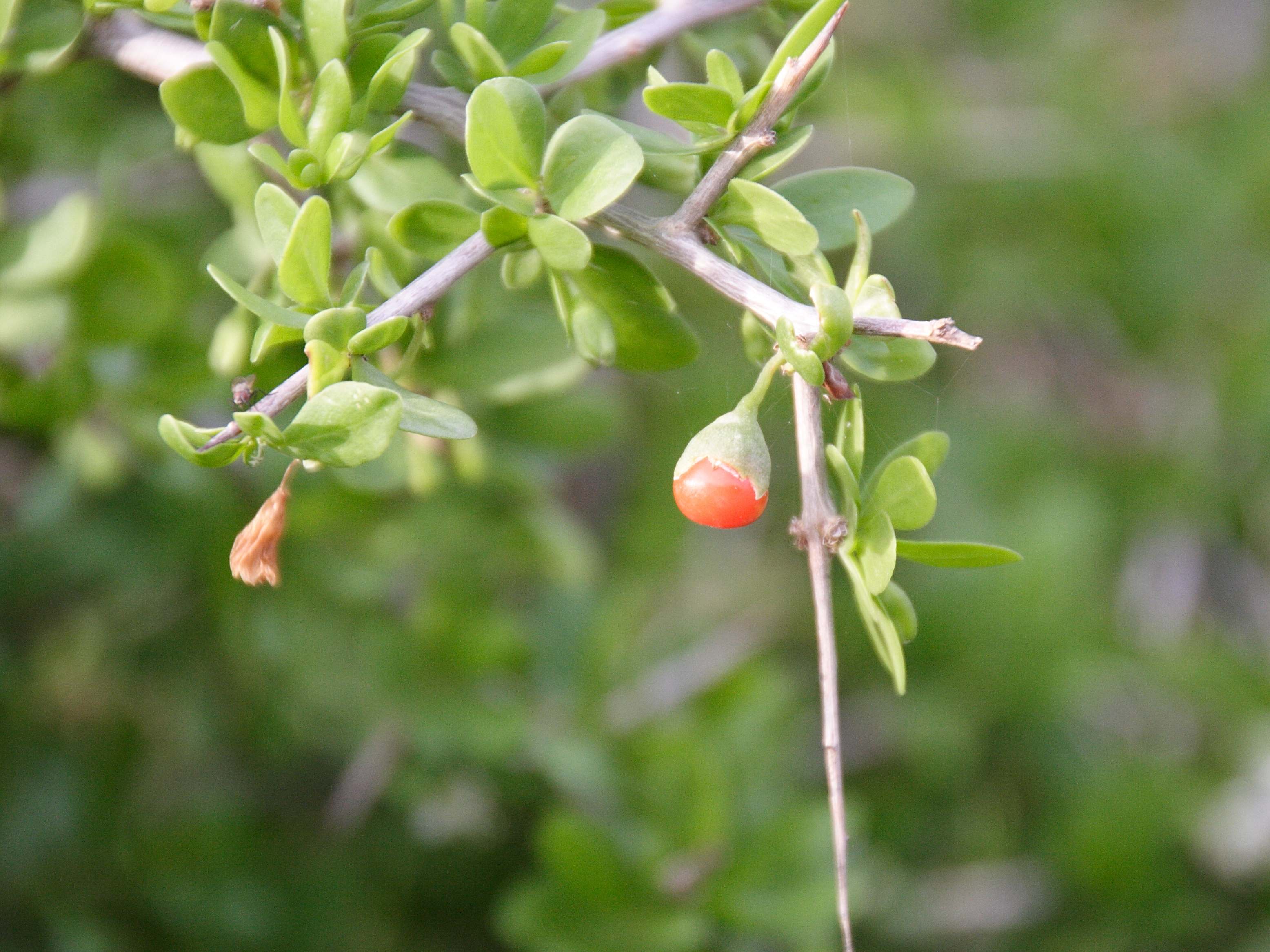 lycium_ferocissimum3bd