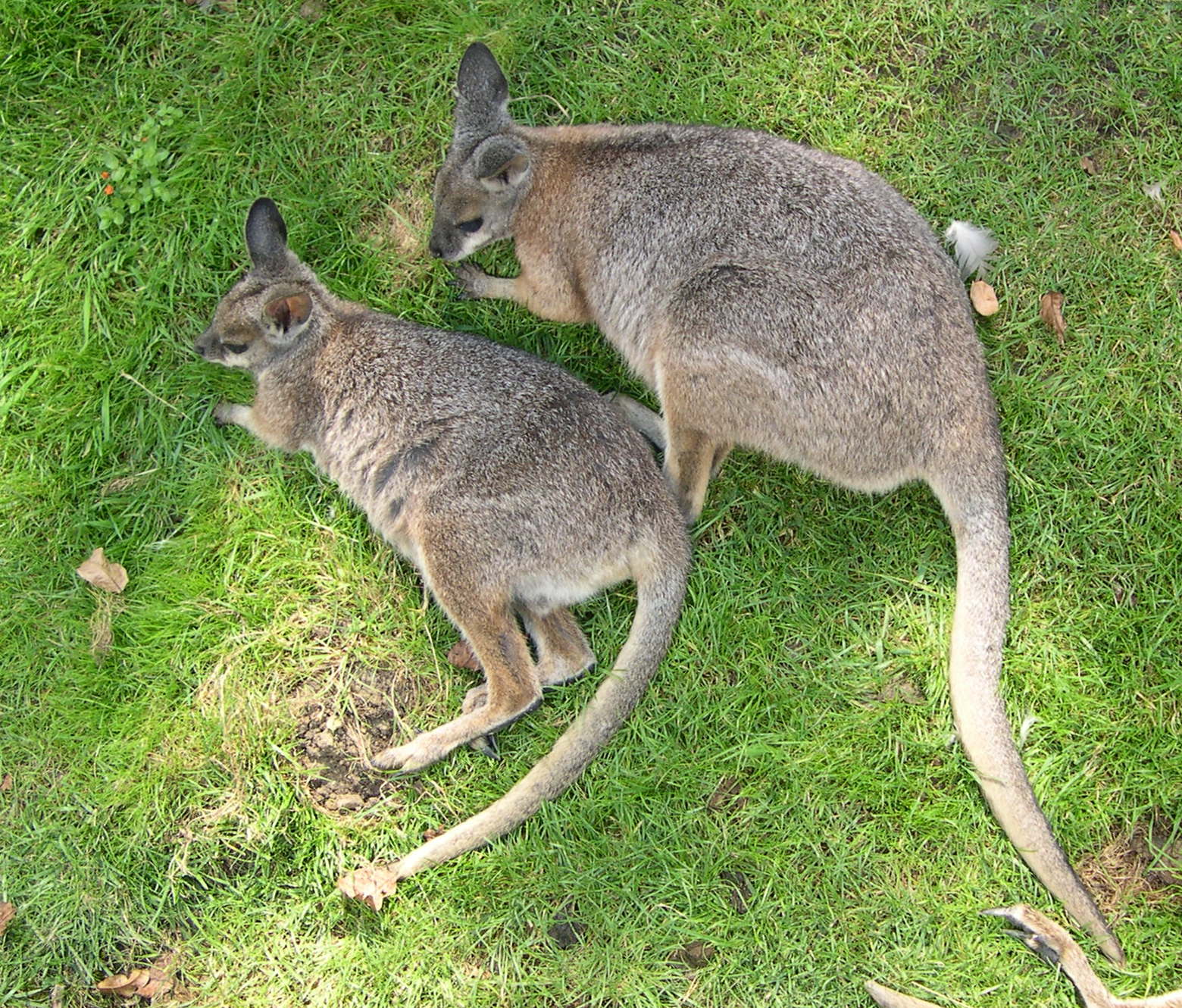 macropus_eugenii1md