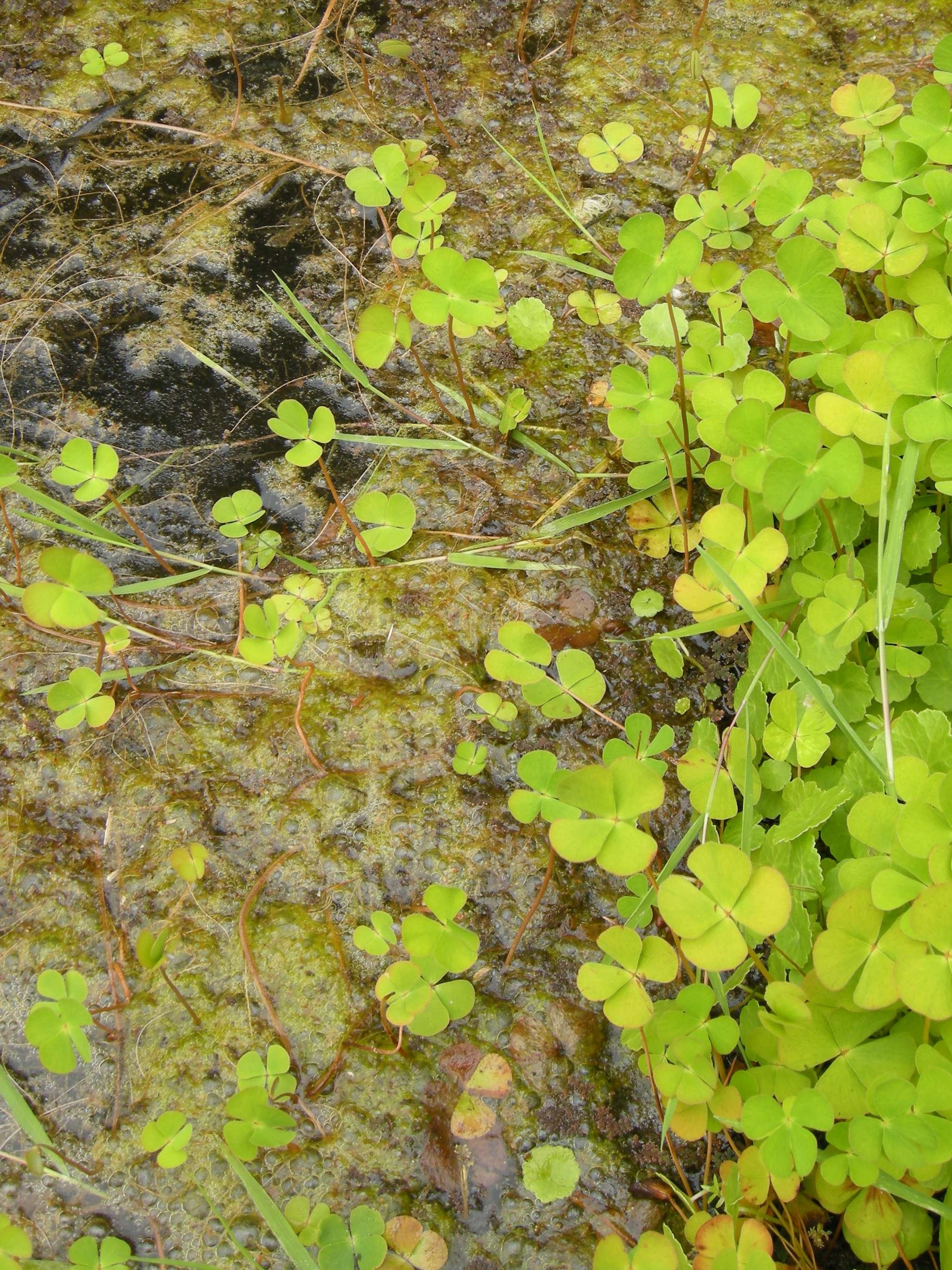 marsilea_quadrifolia4bd