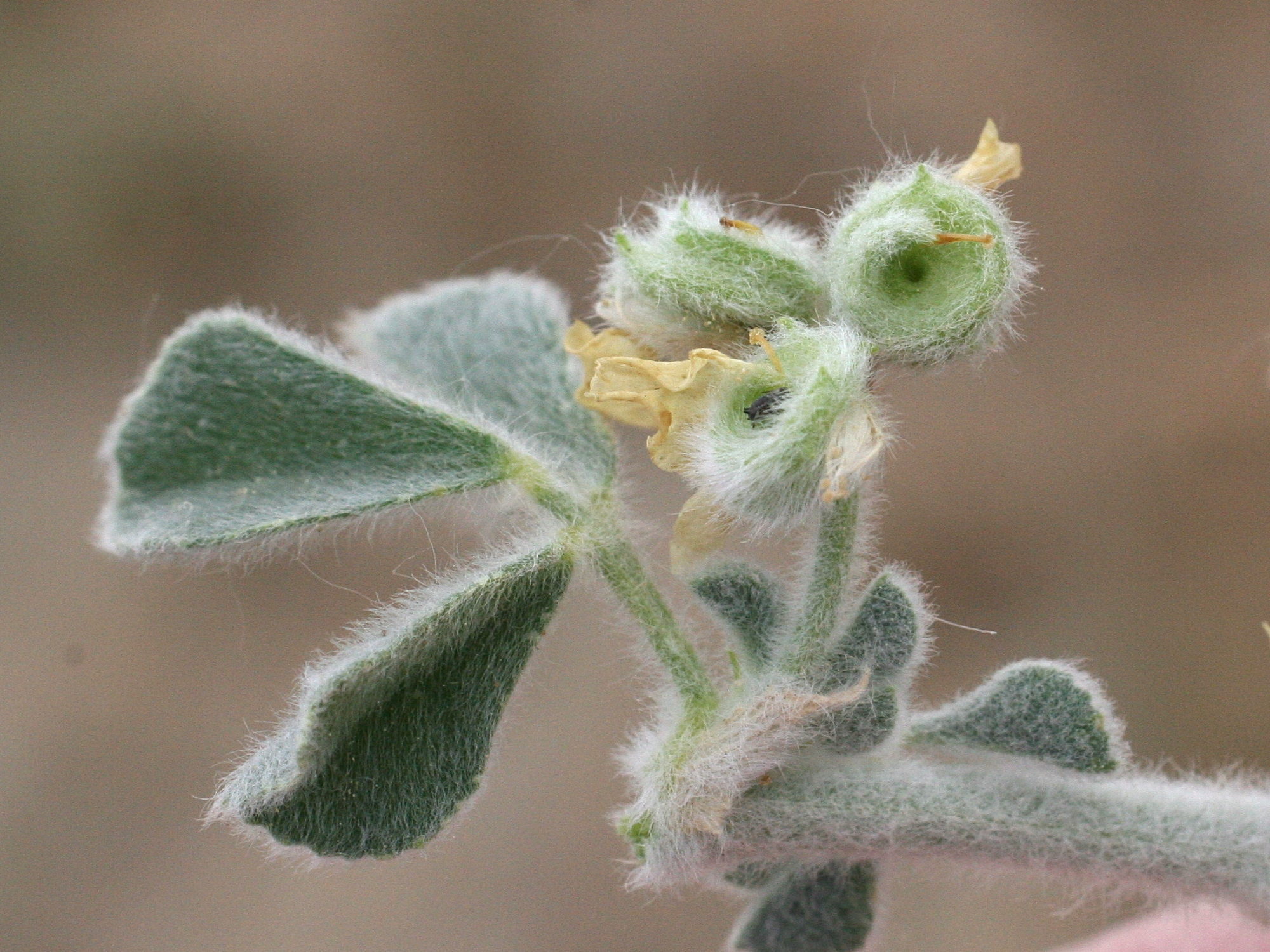 medicago_marina4md