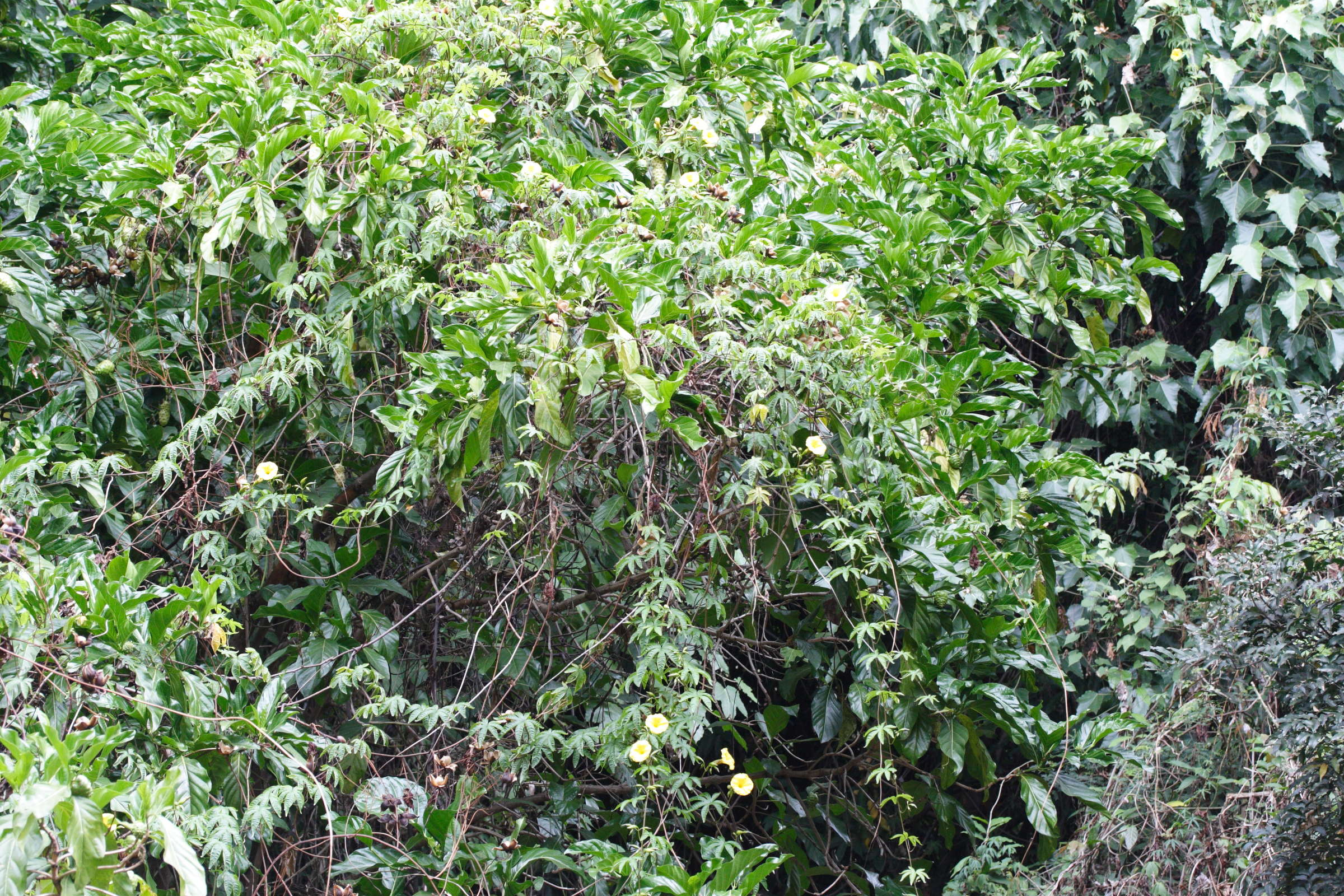 merremia_tuberosa3md