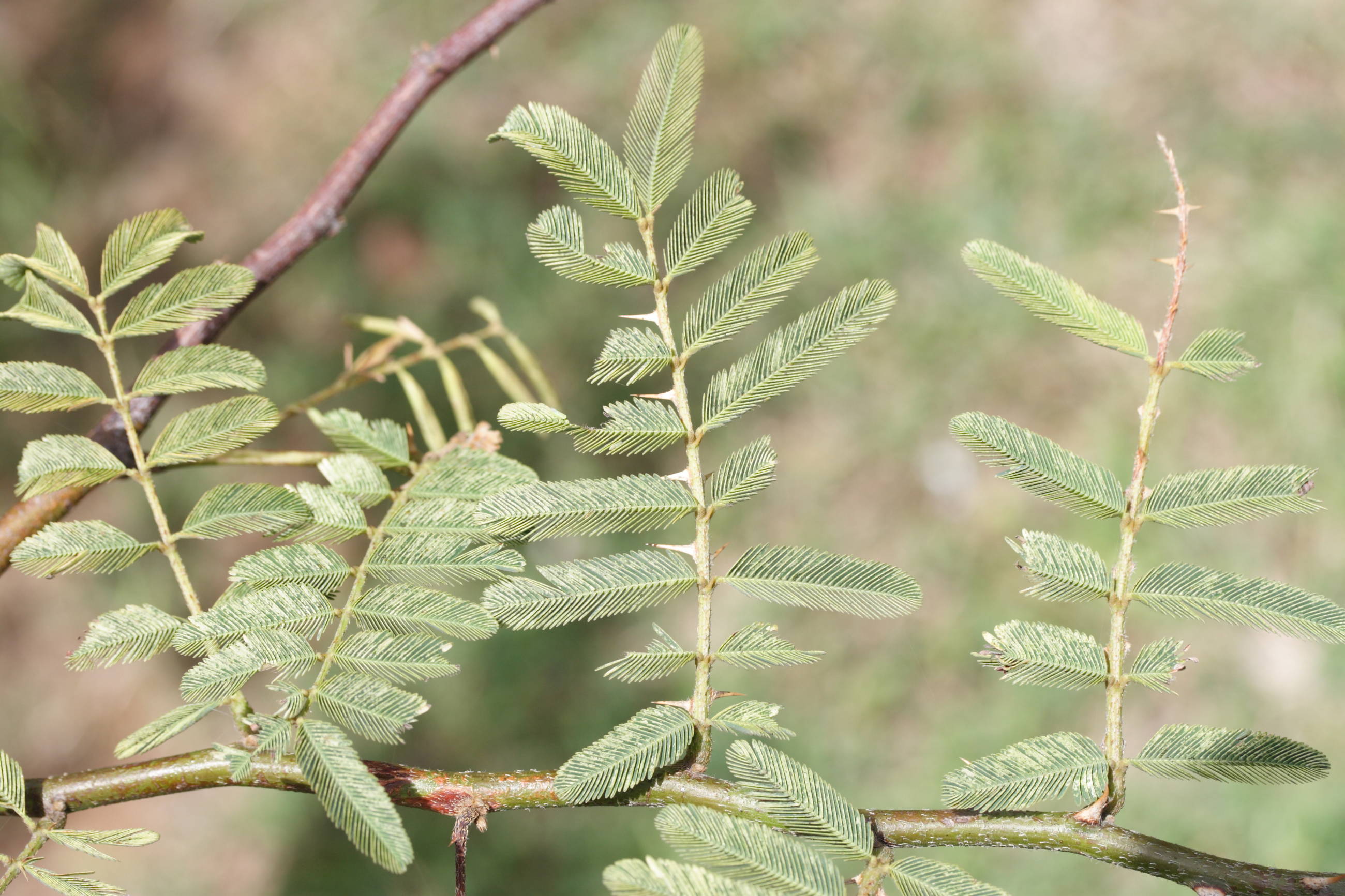 mimosa_pigra6md
