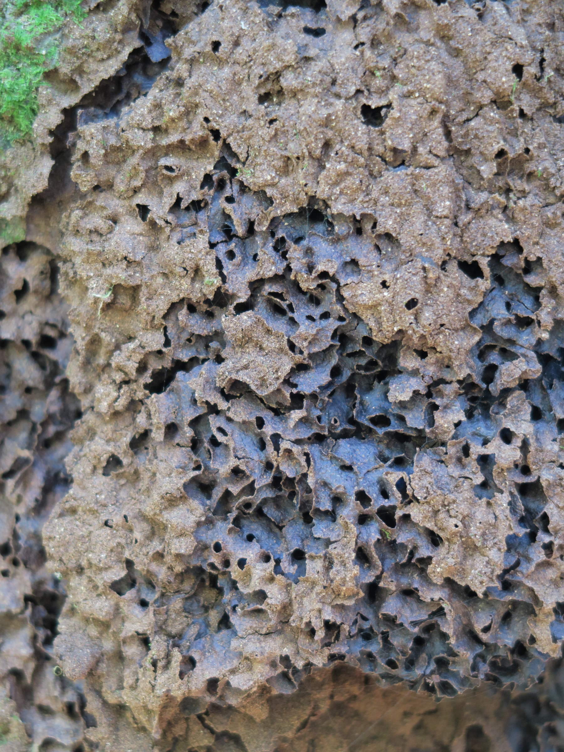 nasutitermes_corniger8md