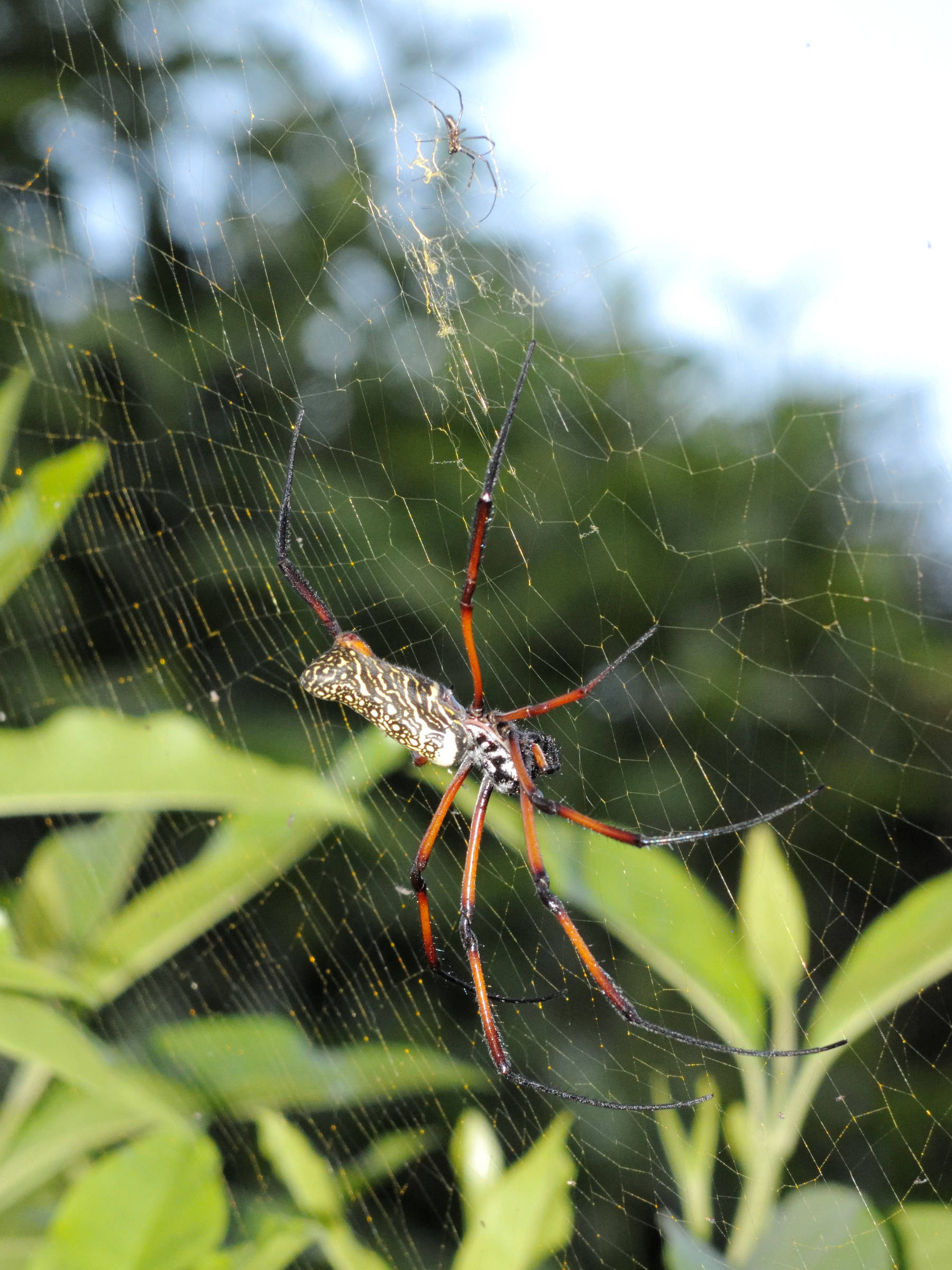 Afficher le média nephila_comorana3md nephila_comorana3md
