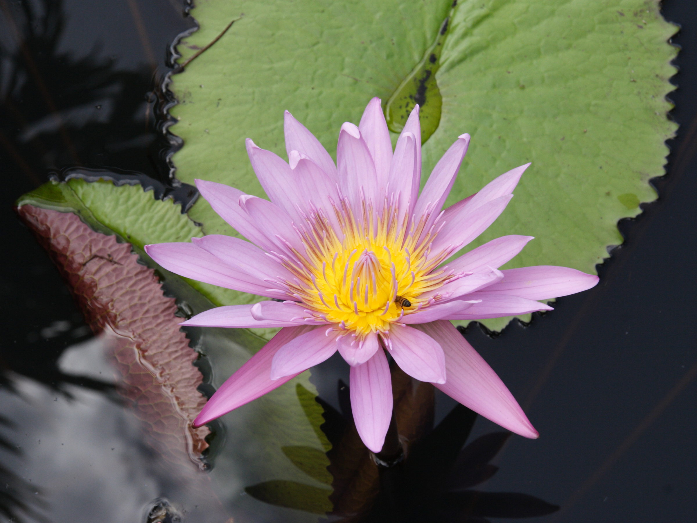 nymphaea_capensis3md