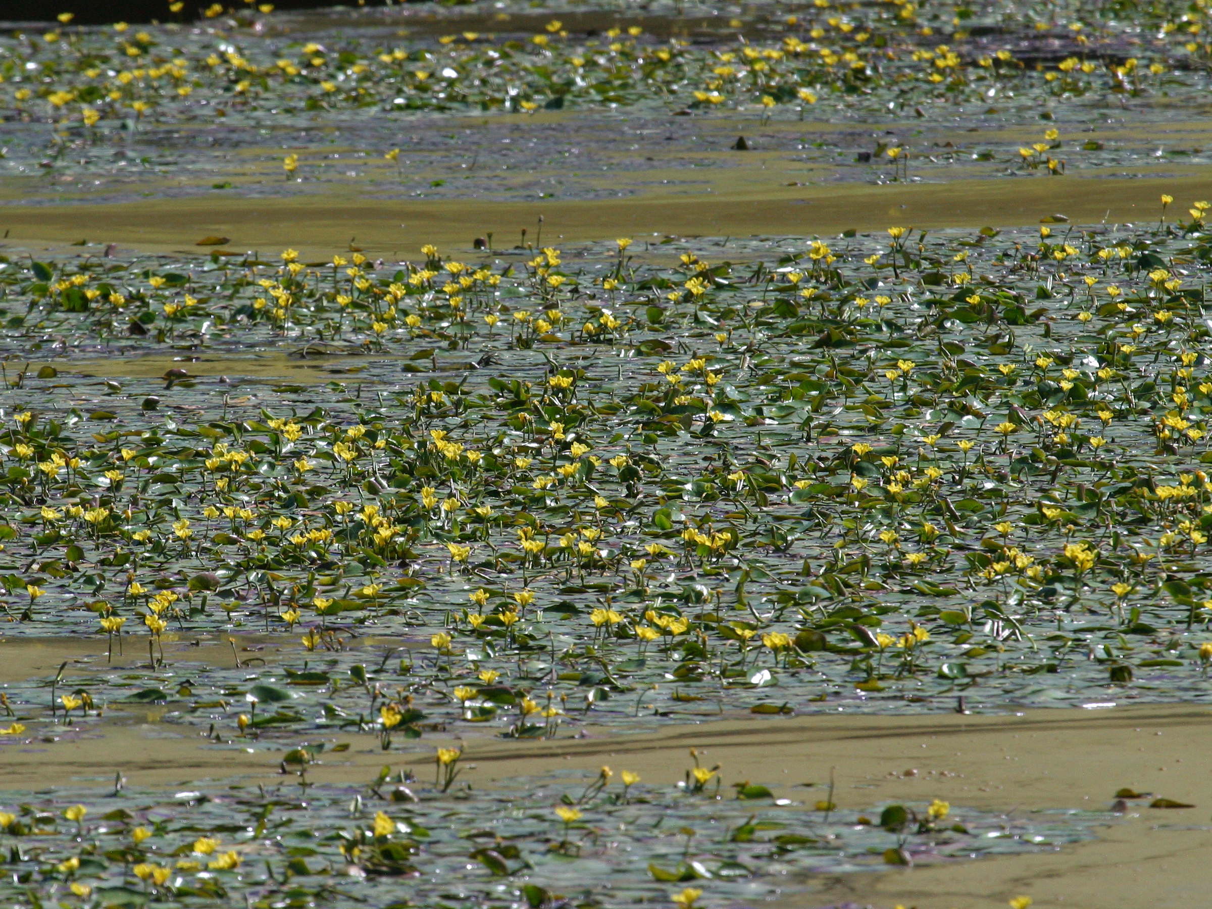 nymphoides_peltata4bd