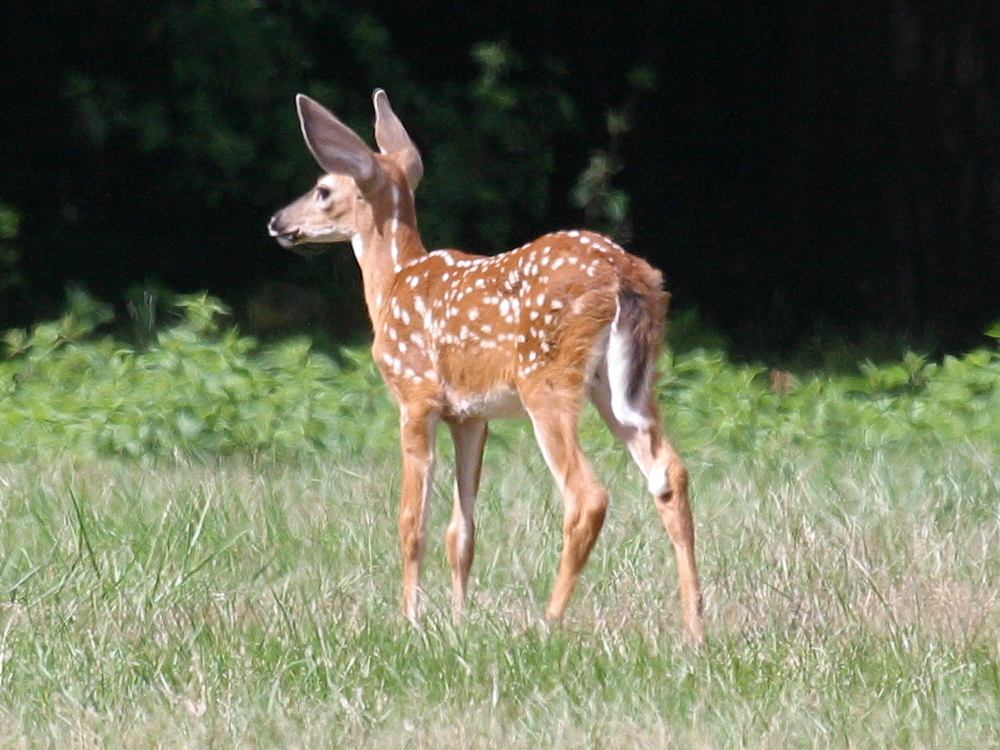 odocoileus_virginianus2bd